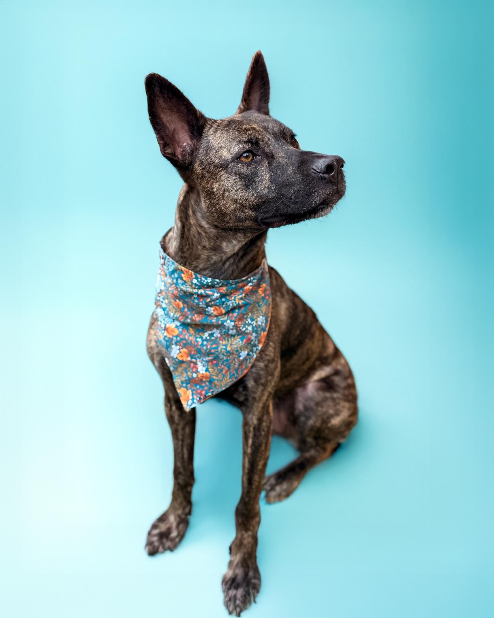 Aurora — thumbnail 3