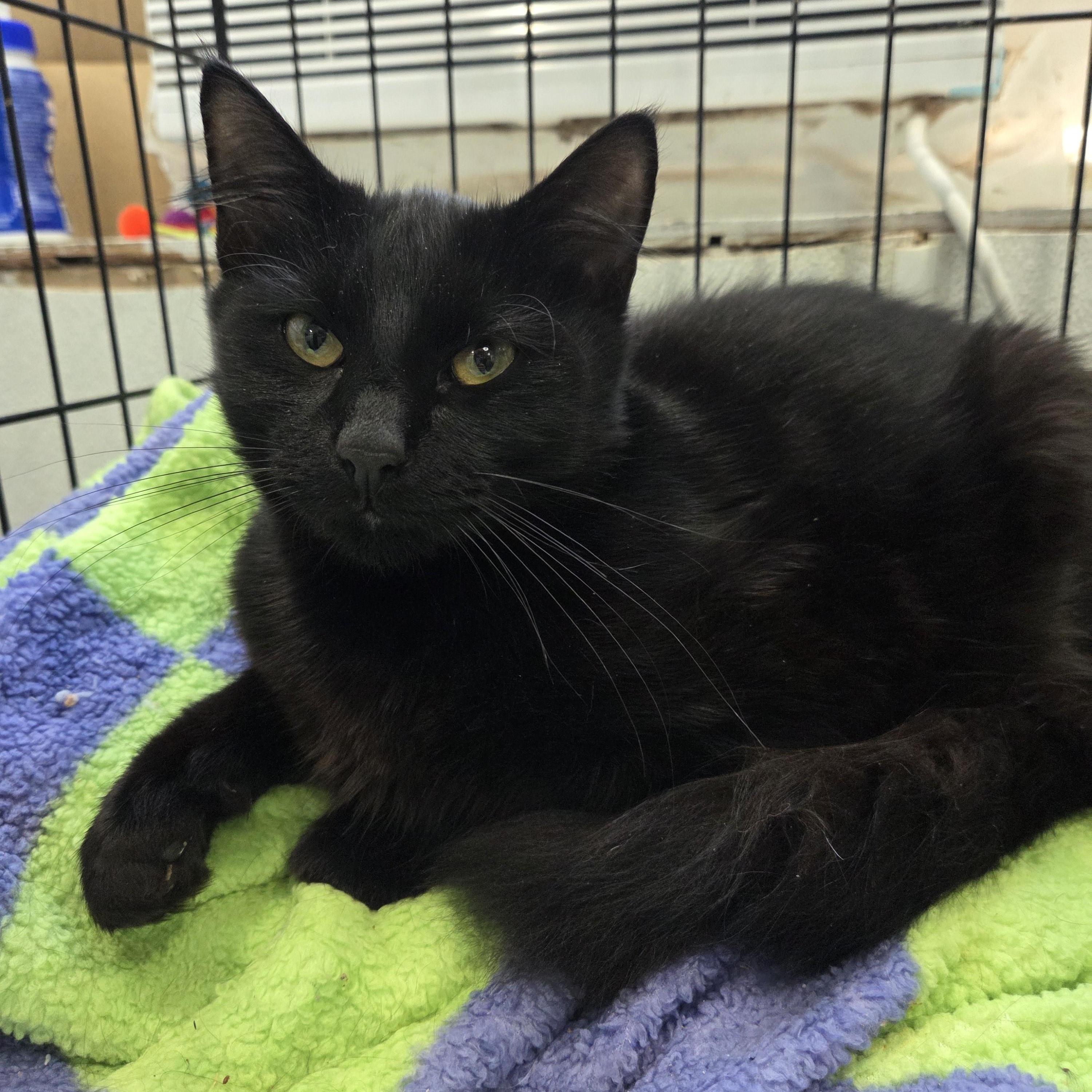 Enlarge Will, a Adoptable Domestic Medium Hair in Columbia, MO image 1/3