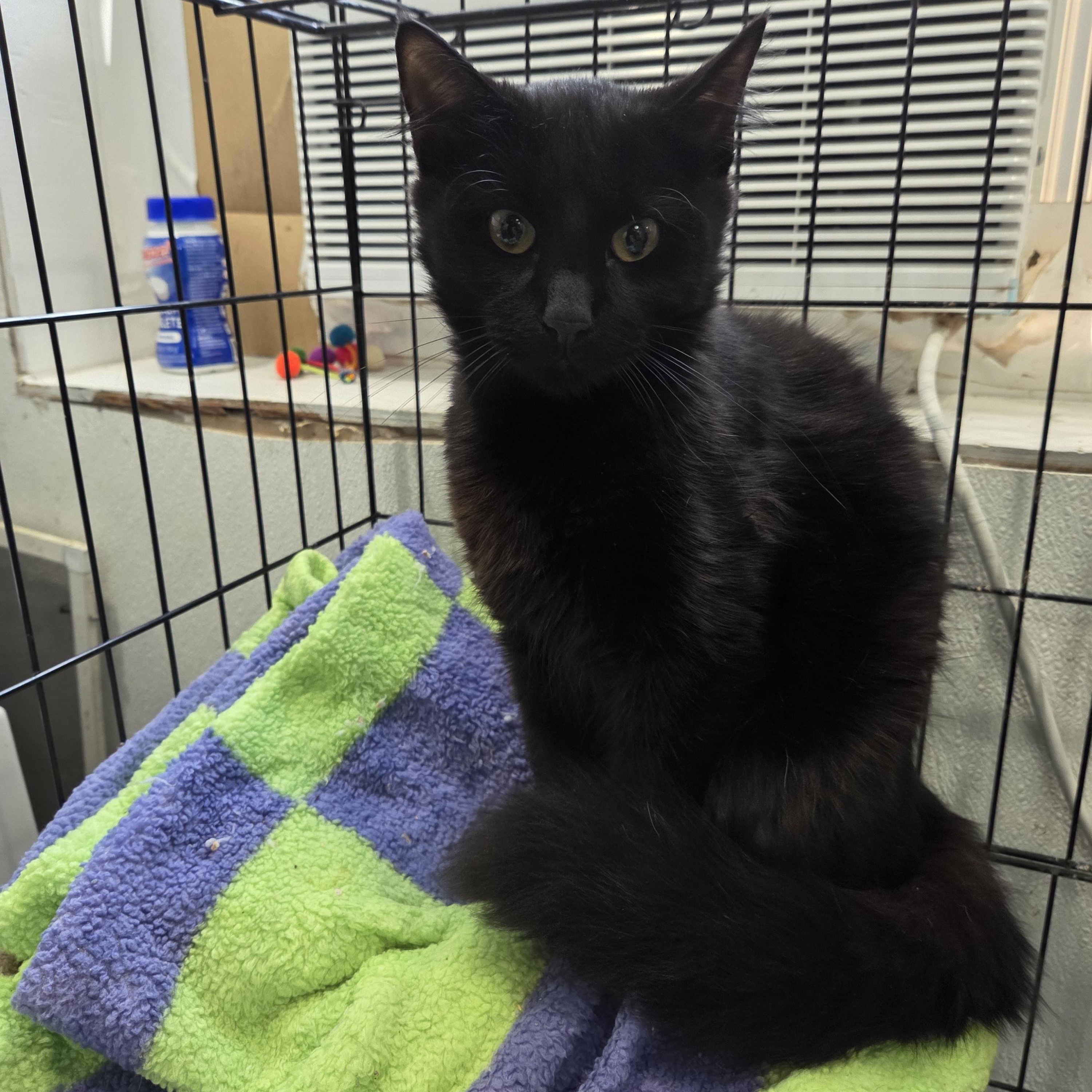 Enlarge Will, a Adoptable Domestic Medium Hair in Columbia, MO image 2/3
