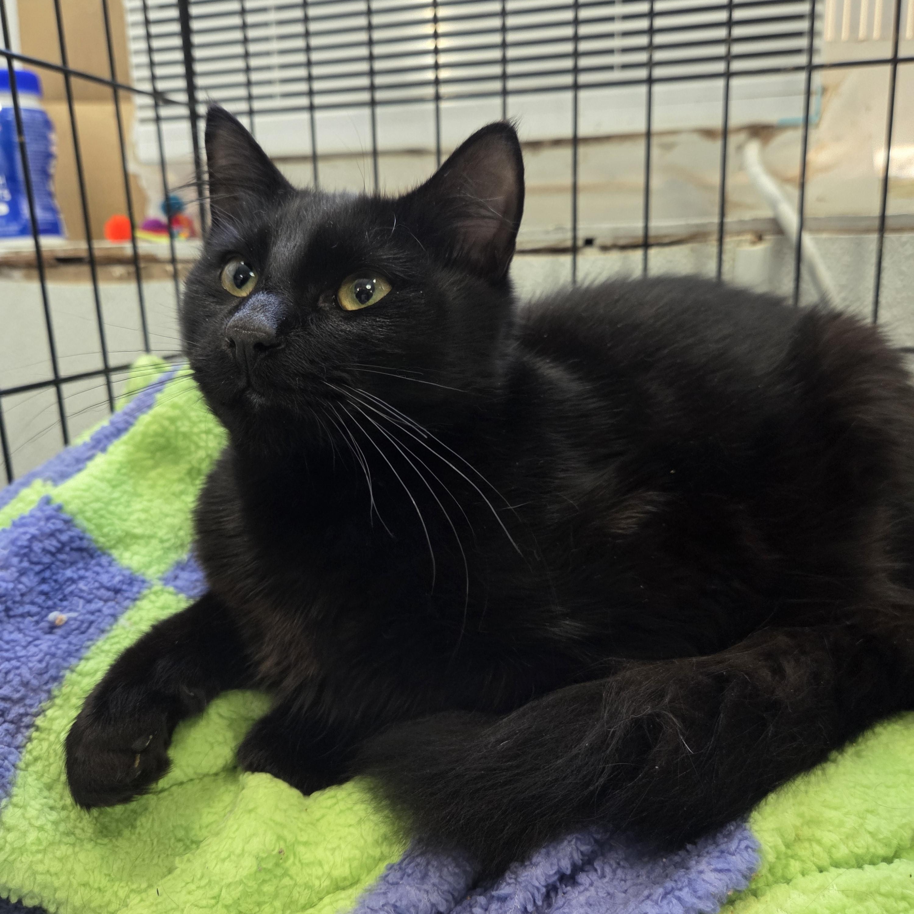 Enlarge Will, a Adoptable Domestic Medium Hair in Columbia, MO image 3/3