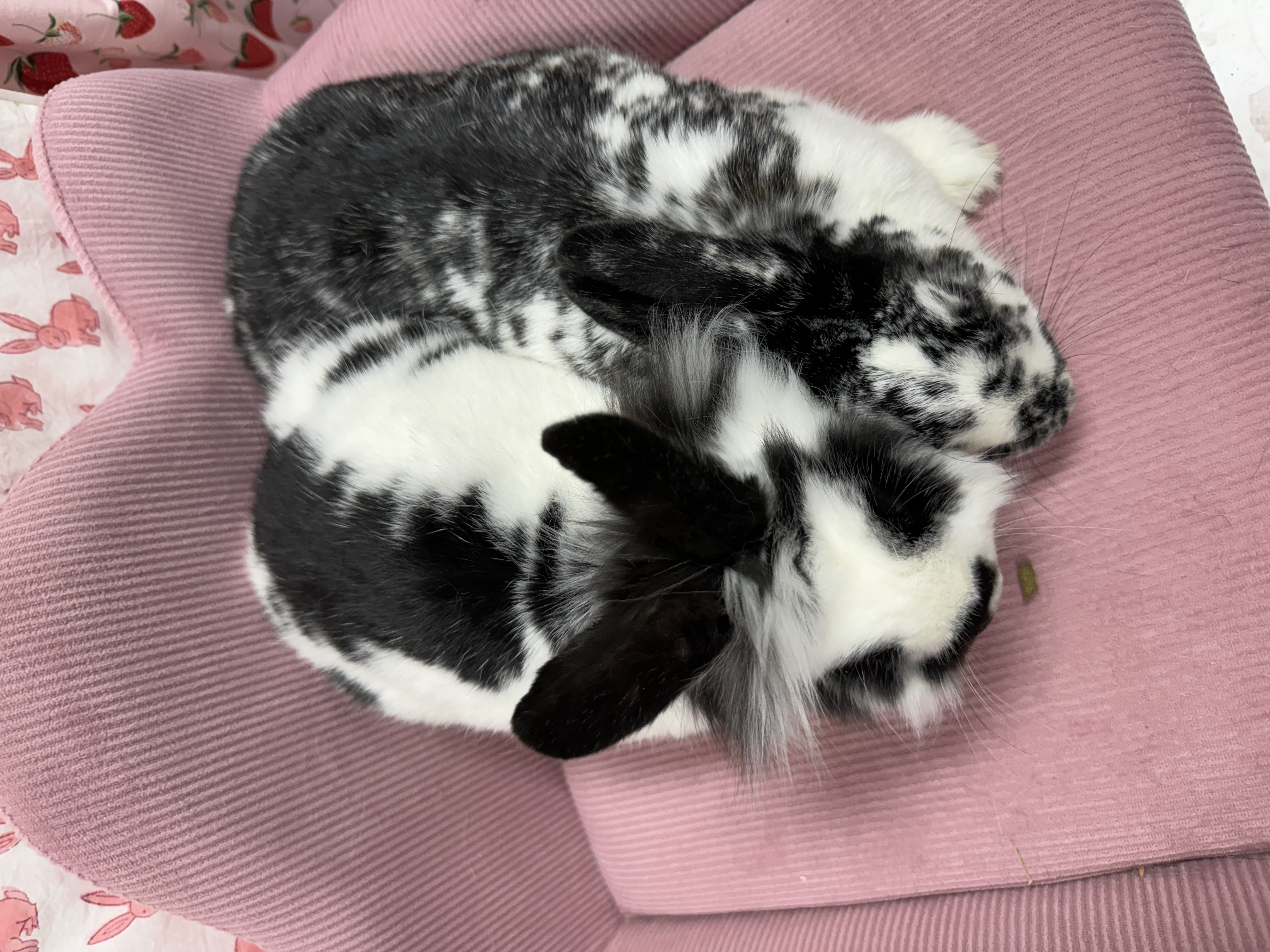 Willow and Nemo, a Adoptable Lionhead in SAUCIER, MS image 3/5