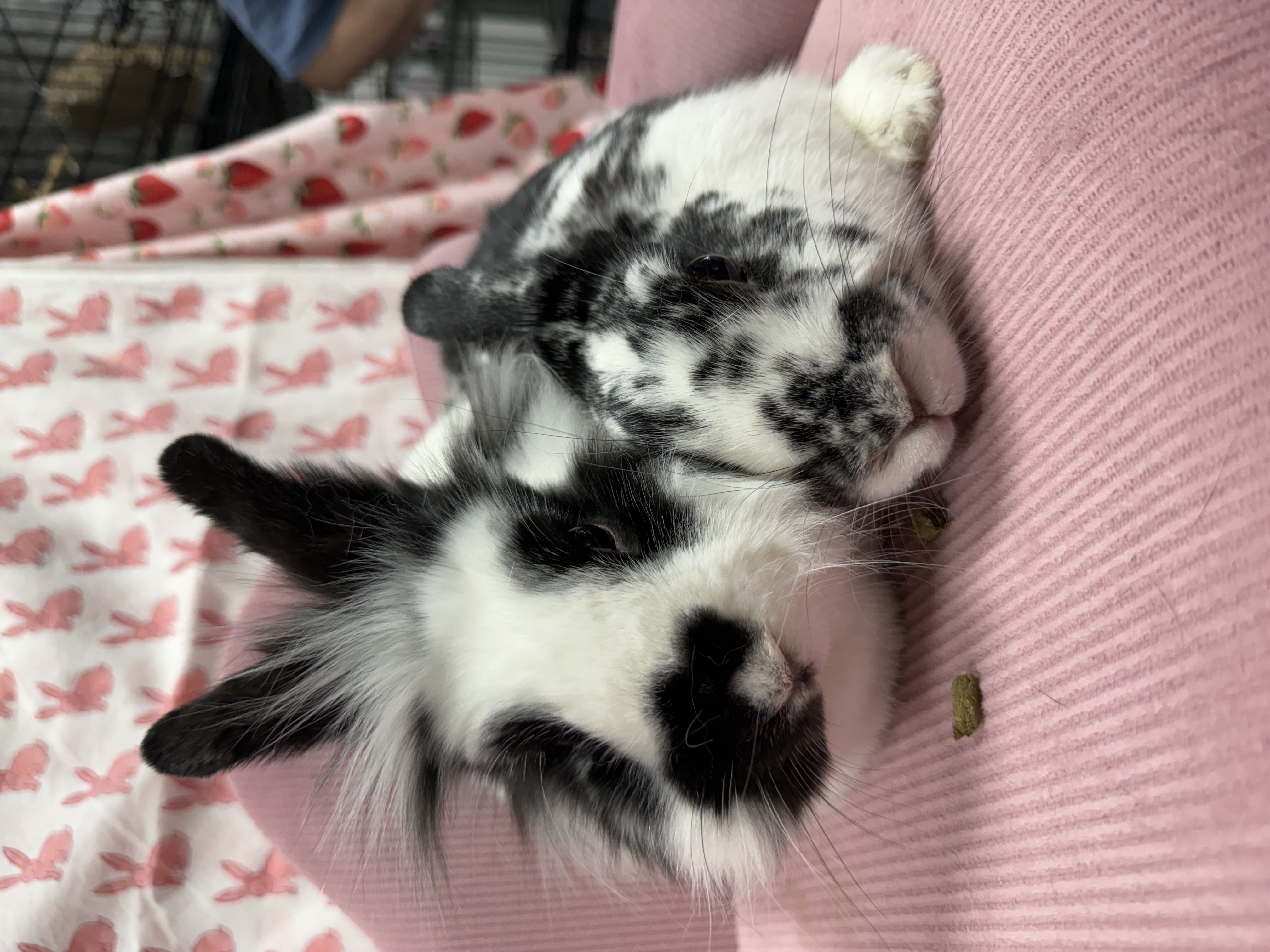 Willow and Nemo, Adoptable, Adult Male Lionhead.