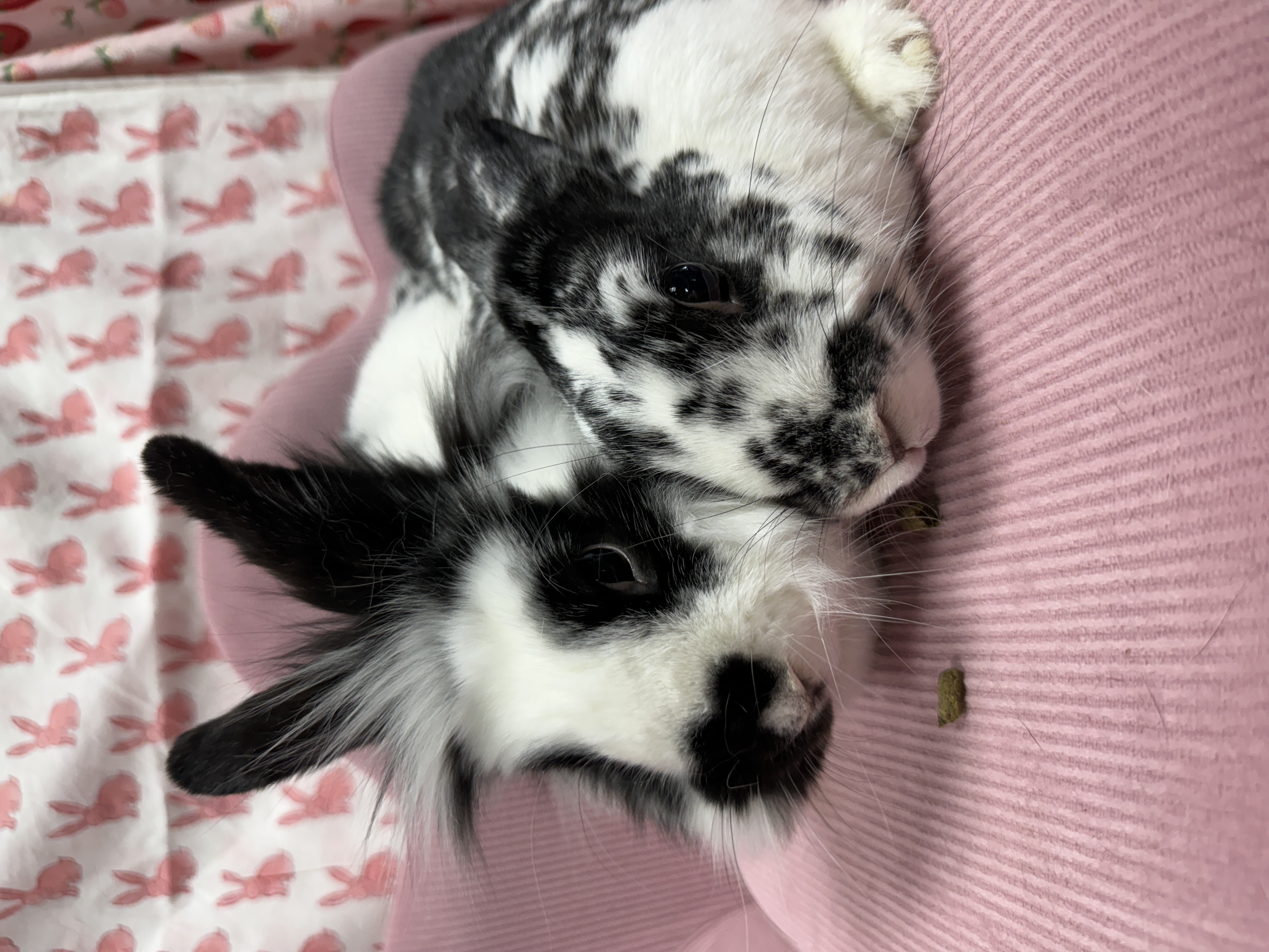 Willow and Nemo, a Adoptable Lionhead in SAUCIER, MS image 5/5