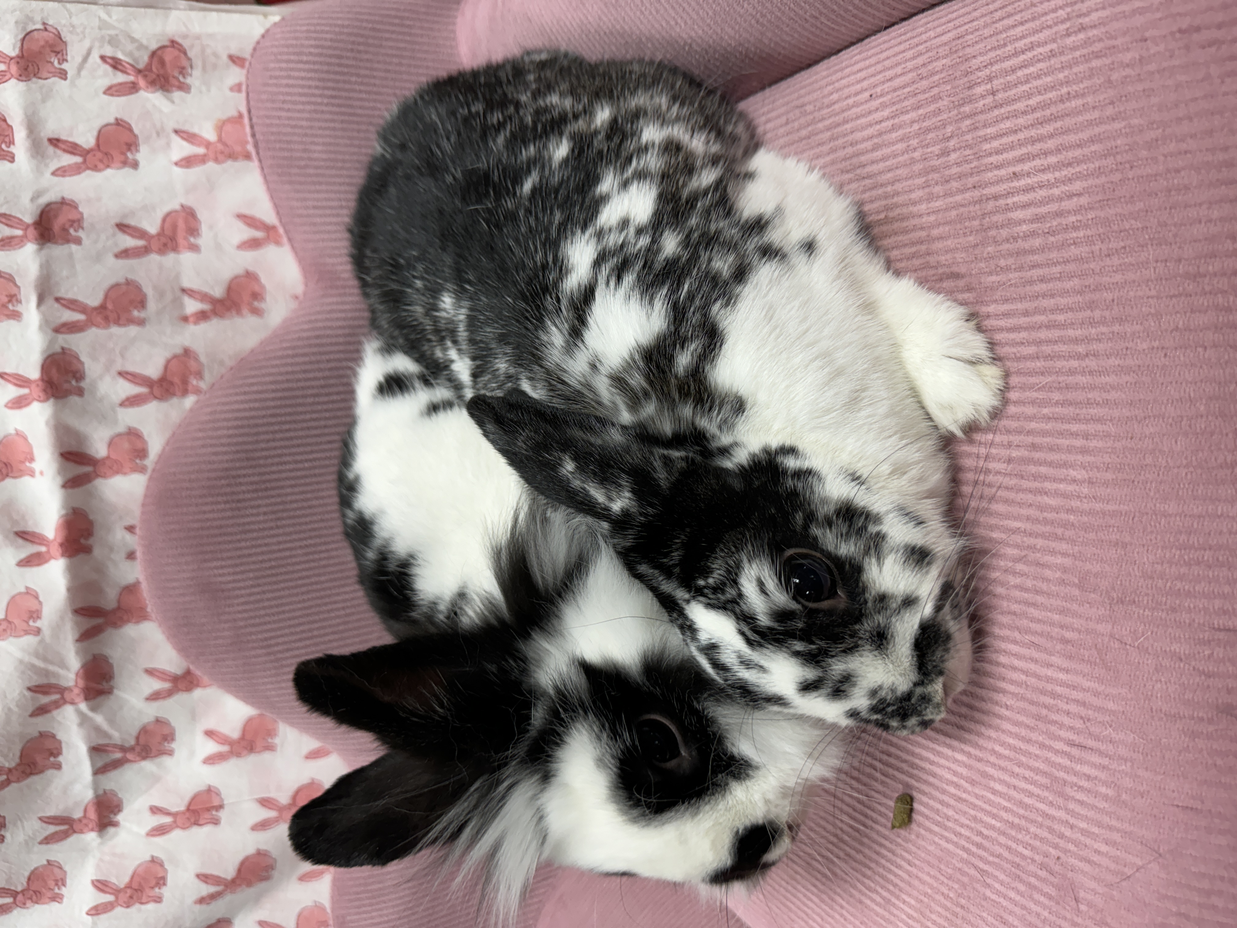 Willow and Nemo, a Adoptable Lionhead in SAUCIER, MS image 4/5