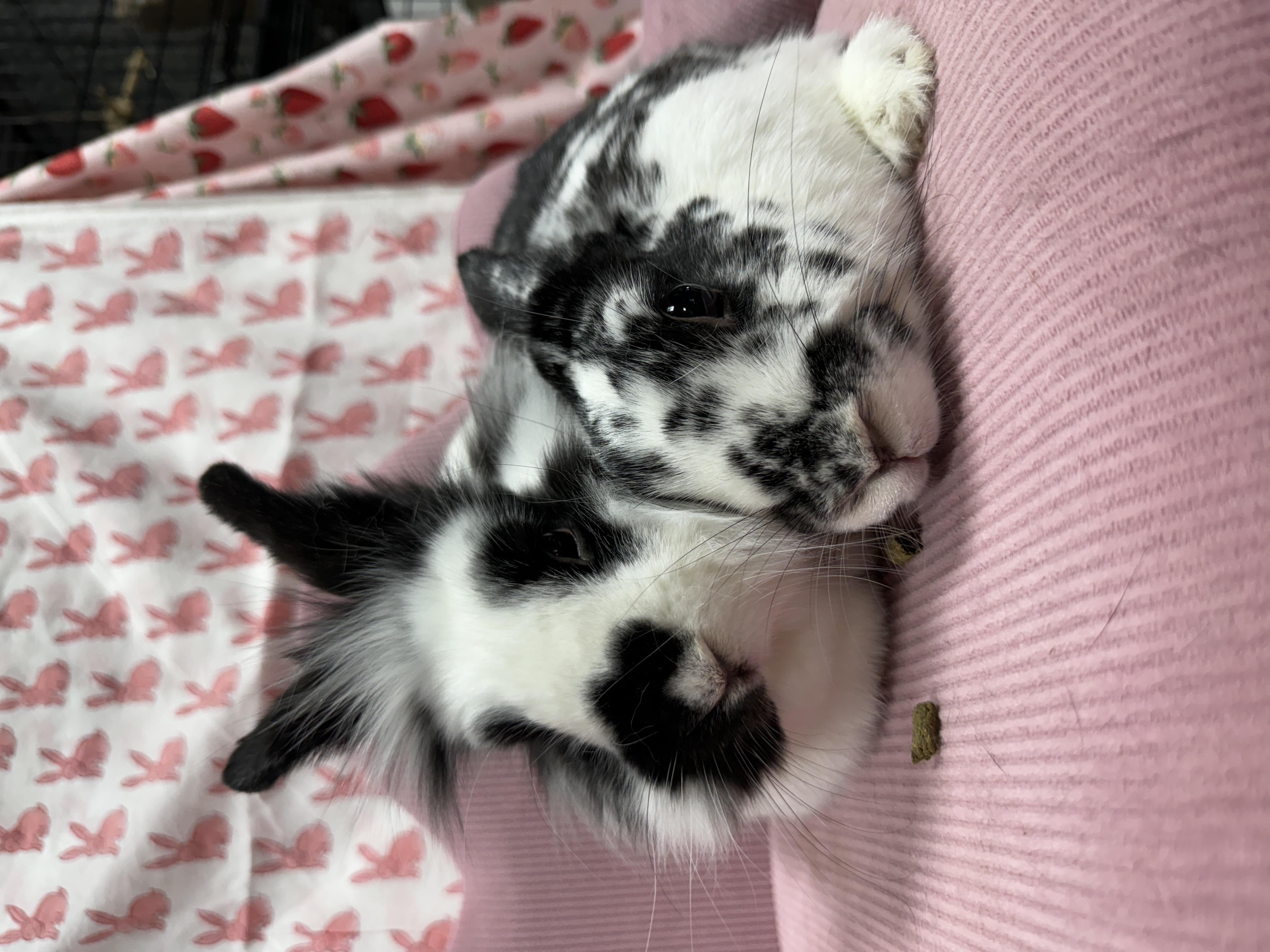 Willow and Nemo, a Adoptable Lionhead in SAUCIER, MS image 2/5