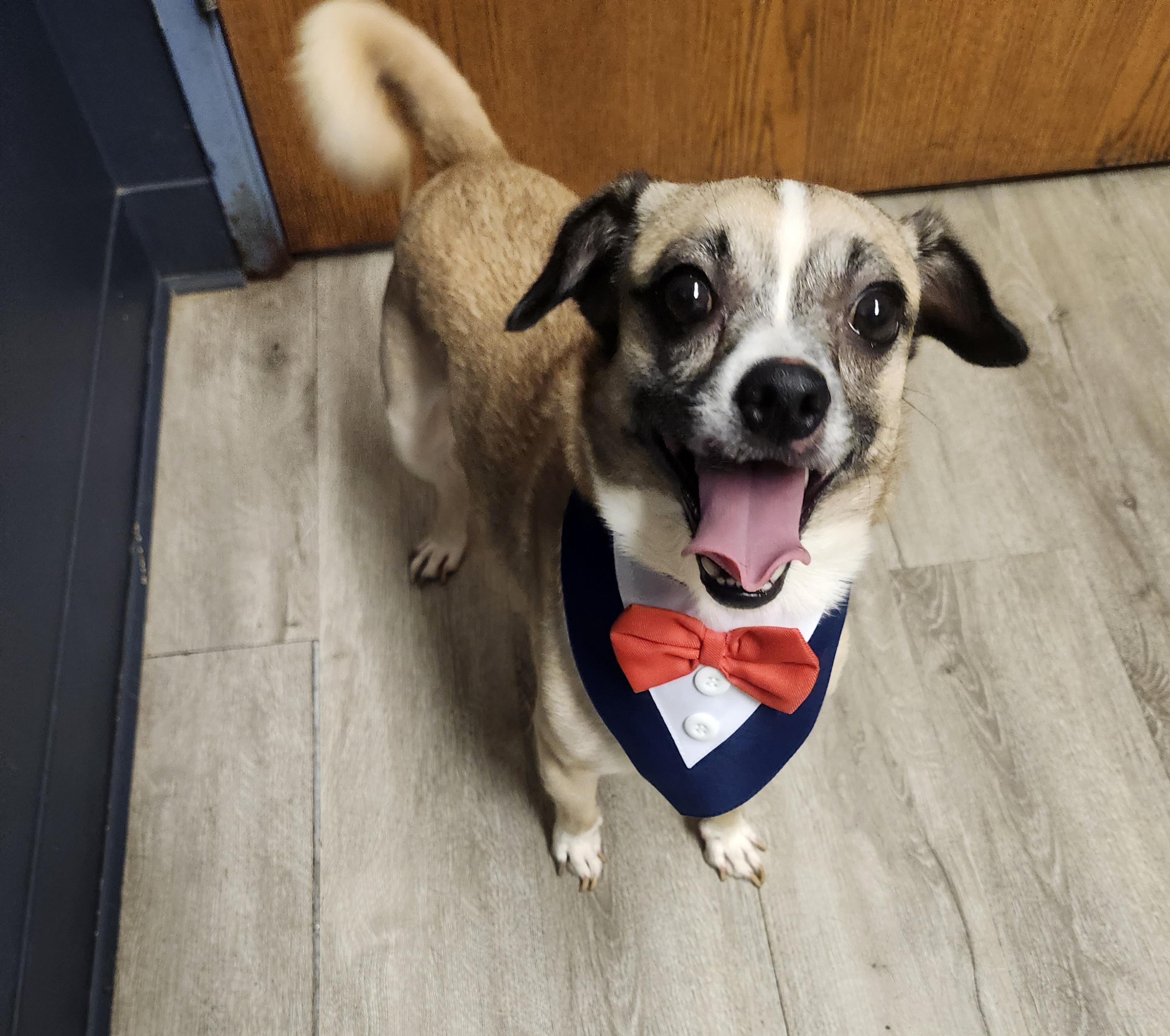 William Wallace, an adopted mixed breed in Mansfield, OH image 4/4