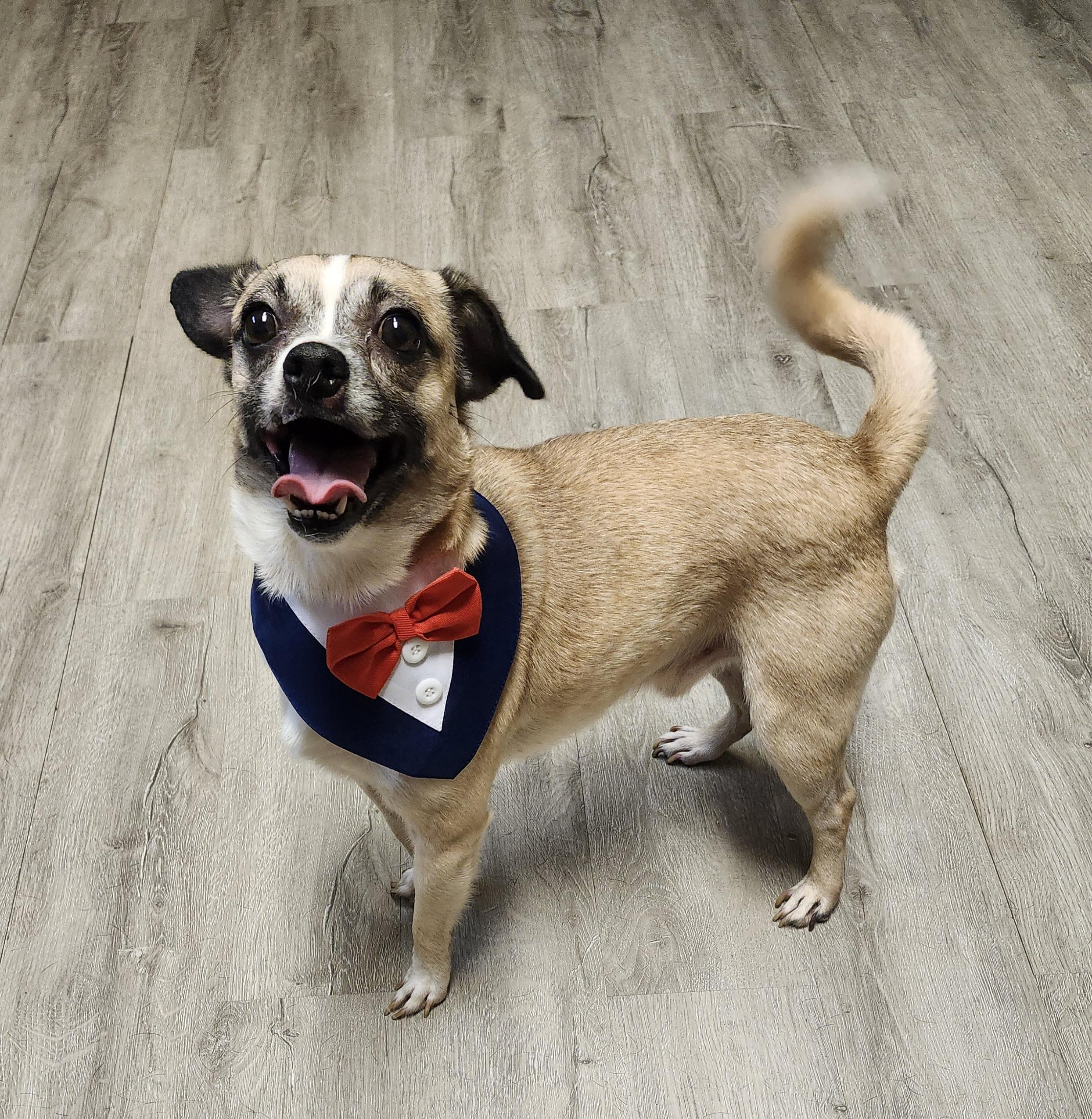 William Wallace, an adopted mixed breed in Mansfield, OH image 3/4
