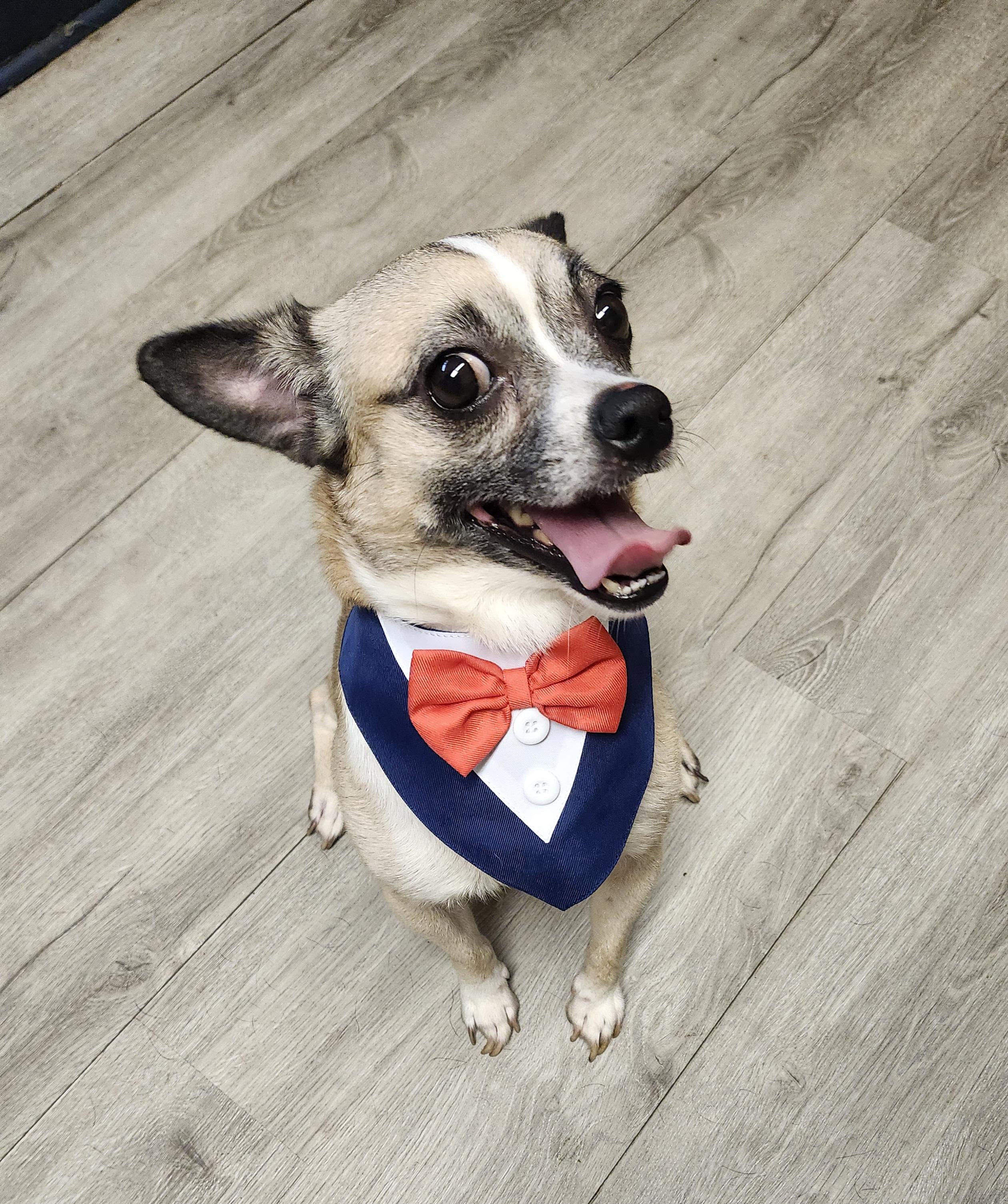 William Wallace, an adopted mixed breed in Mansfield, OH image 1/4