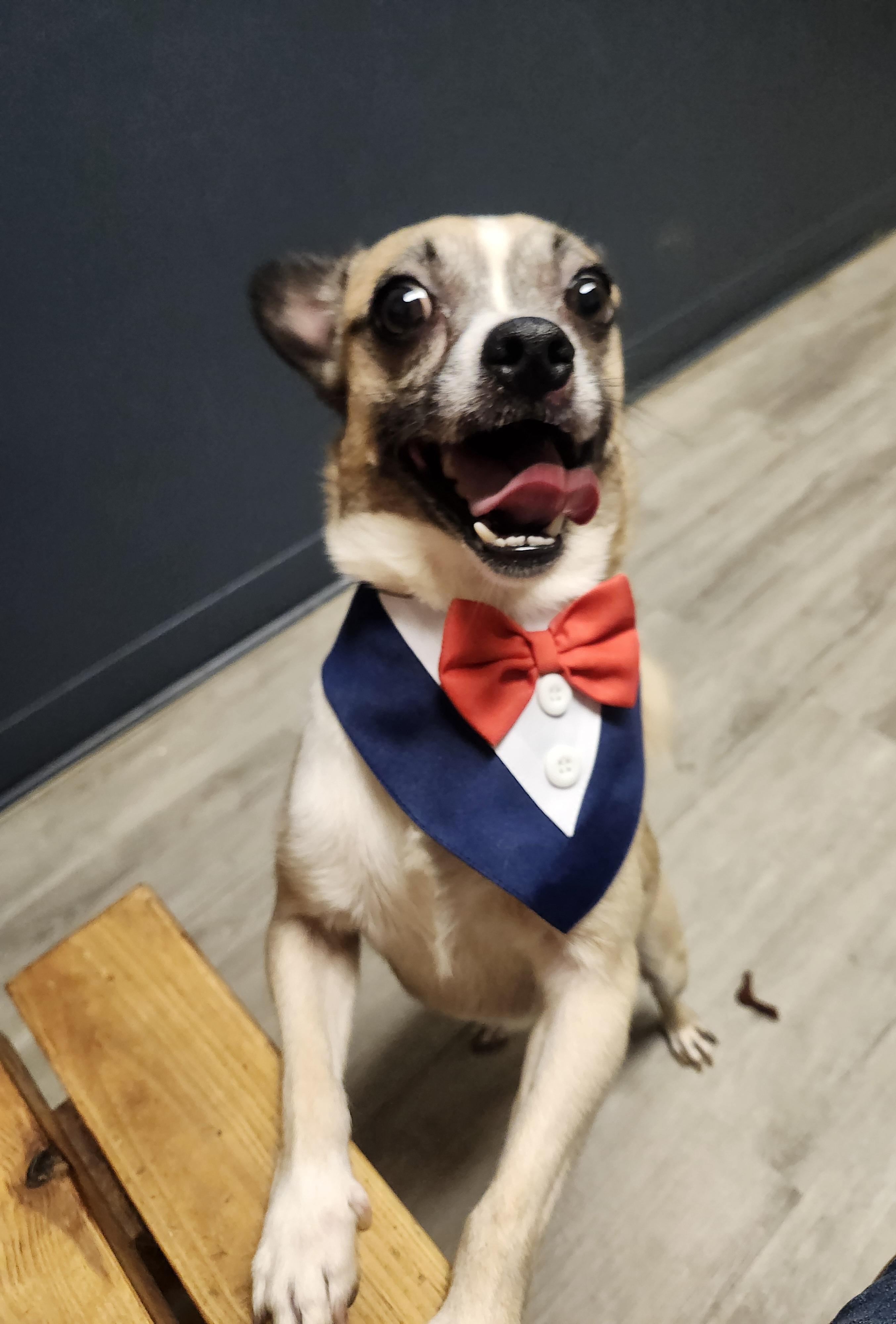 William Wallace, an adopted mixed breed in Mansfield, OH image 2/4