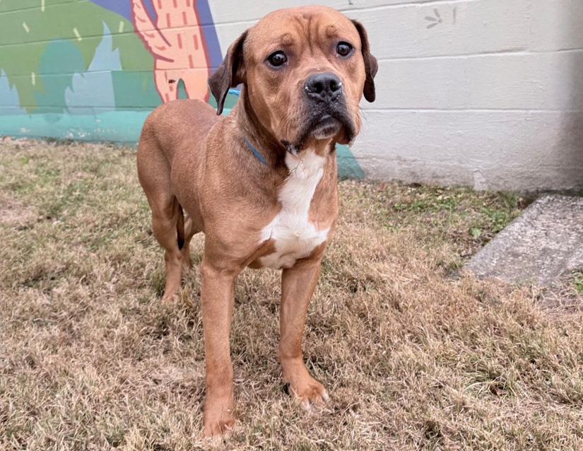 Bandit, a ADOPTABLE mixed breed in Columbus, IN image 2/2