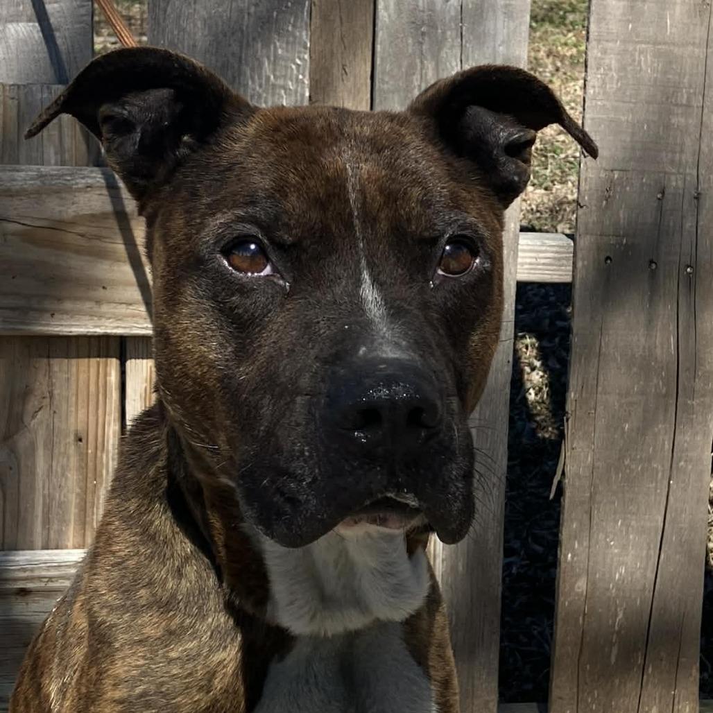 Enlarge Bently, a Adoptable Mixed Breed in Pulaski, TN image 2/2