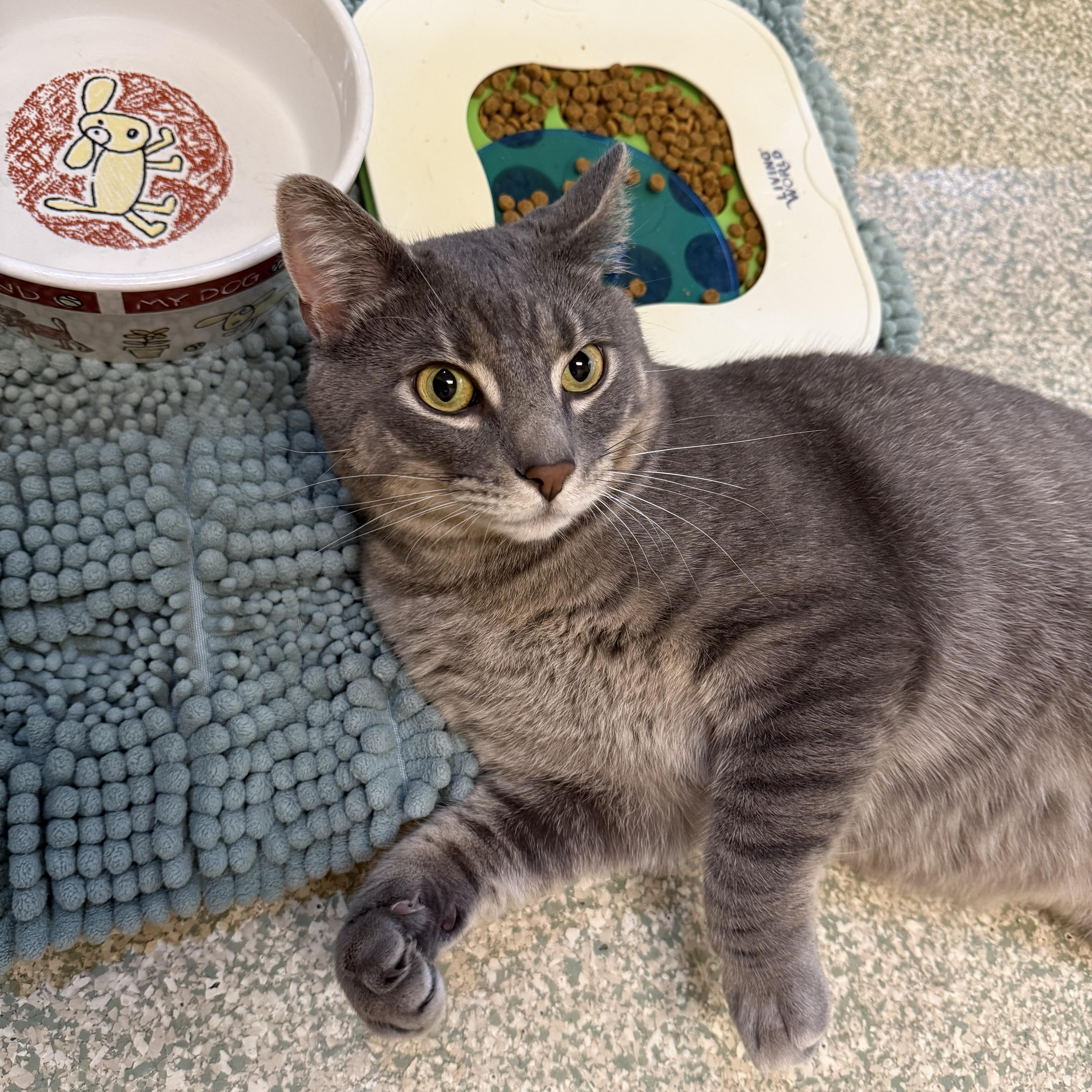 Grayson, ADOPTABLE, Adult Male Domestic Short Hair.