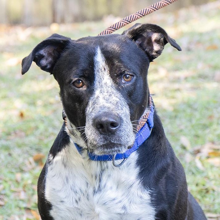 Enlarge Punch, a ADOPTABLE mixed breed in Slidell, LA image 1/3