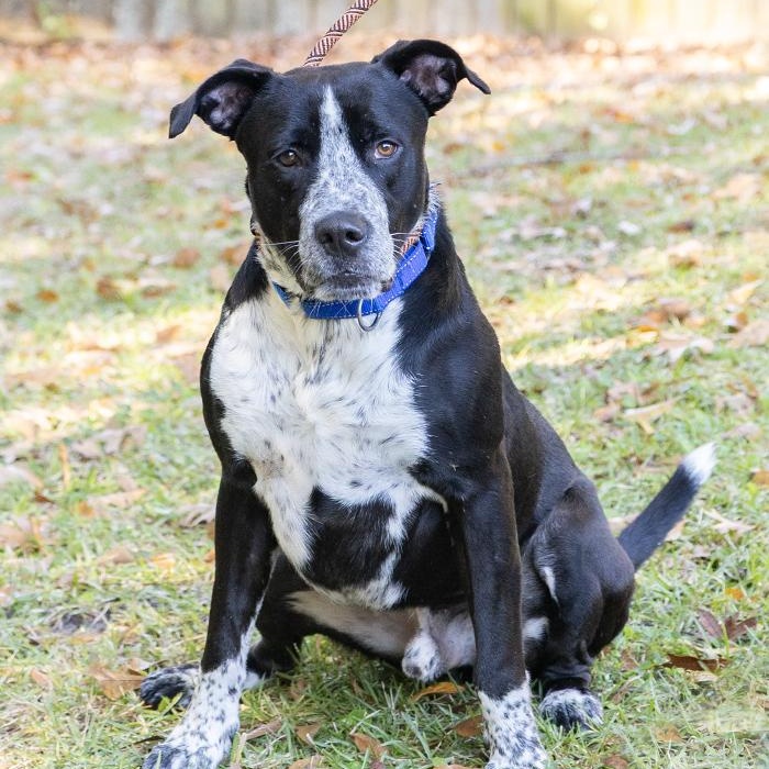 Enlarge Punch, a ADOPTABLE mixed breed in Slidell, LA image 2/3