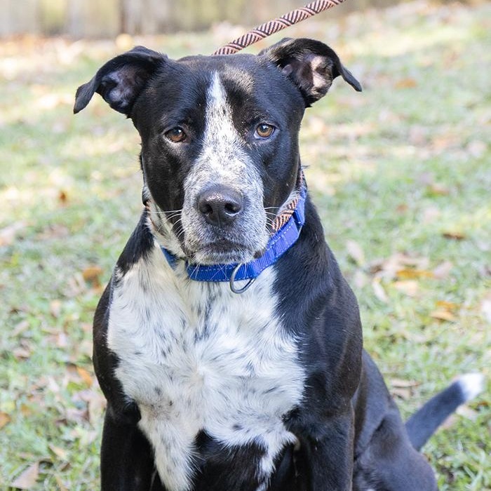 Enlarge Punch, a ADOPTABLE mixed breed in Slidell, LA image 3/3