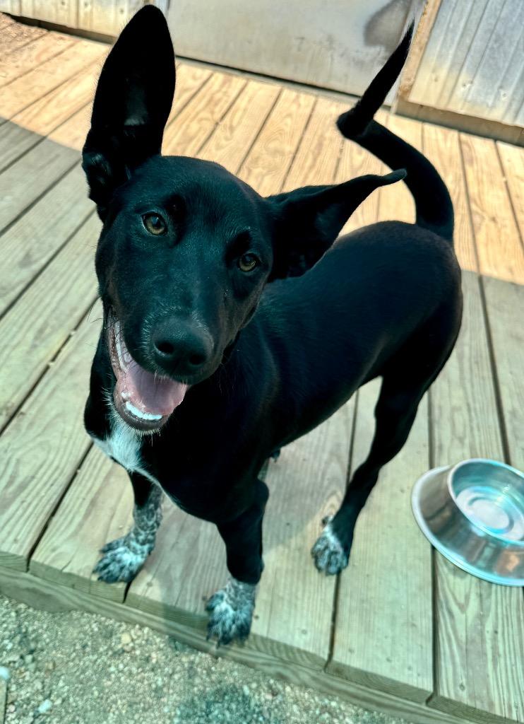 Enlarge Tank, a Adoptable mixed breed in Hastings, NE image 1/1