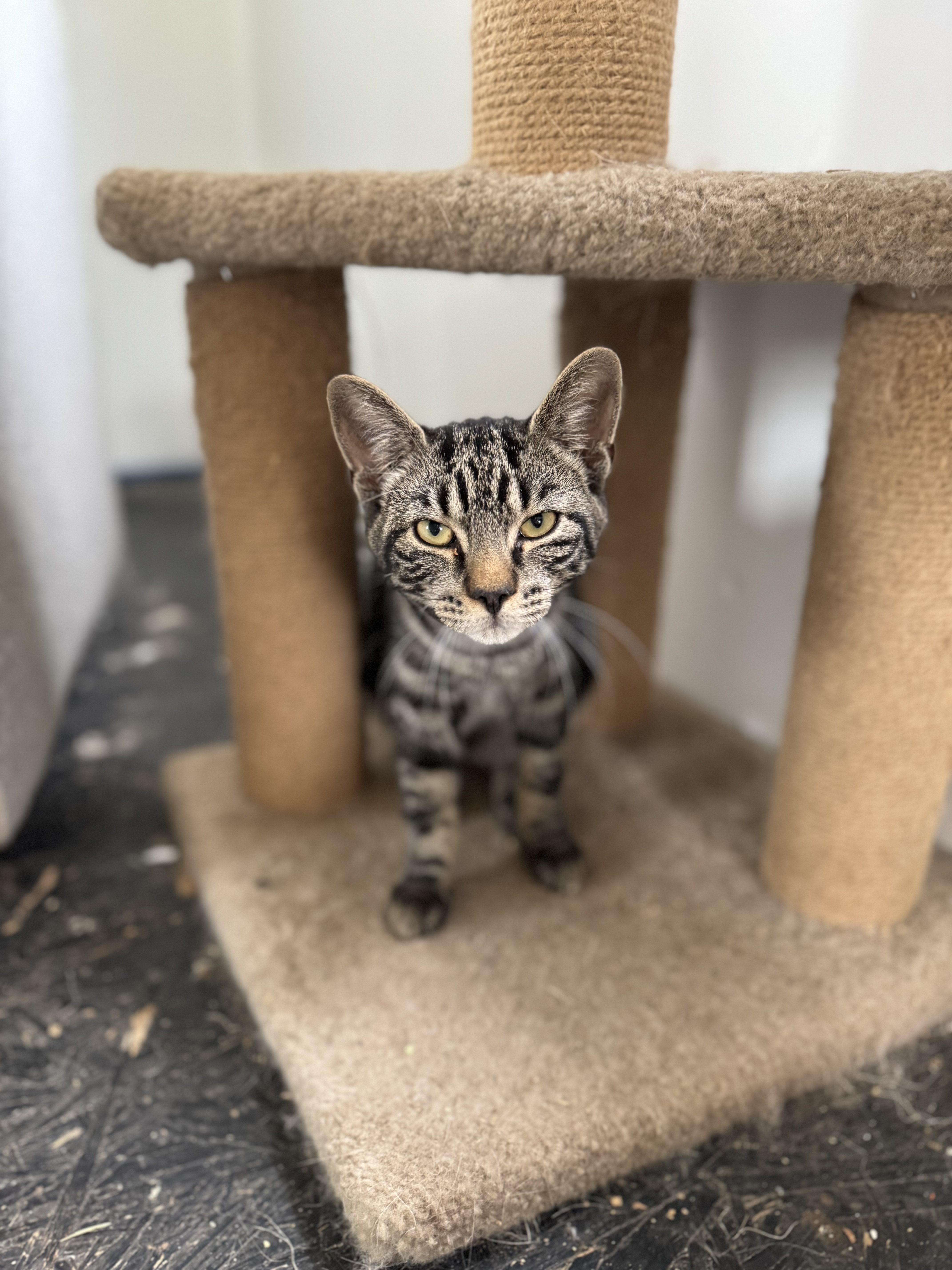 Ben, a Adopted Domestic Short Hair in Long Valley, NJ image 1/2