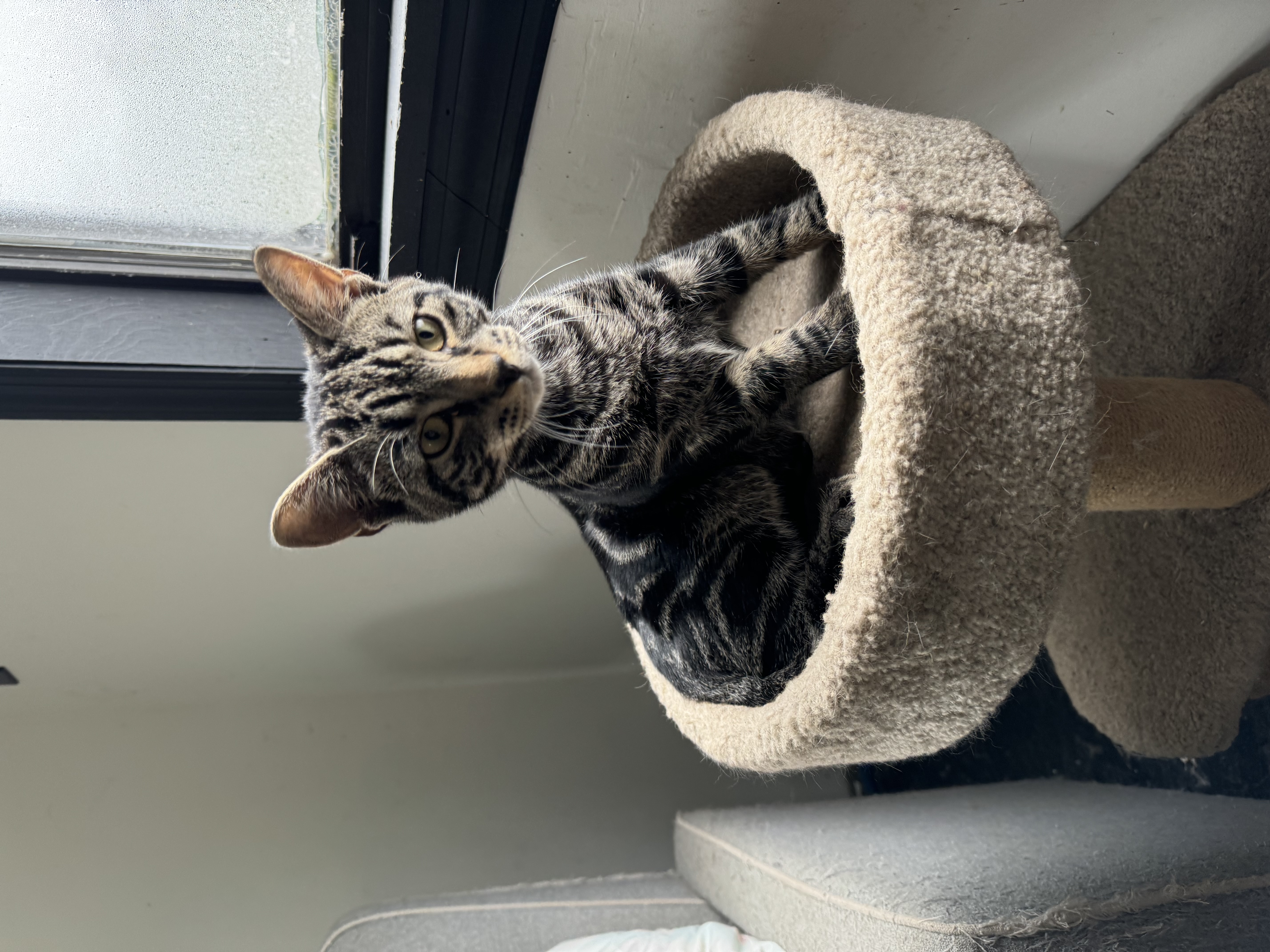 Ben, a Adopted Domestic Short Hair in Long Valley, NJ image 2/2