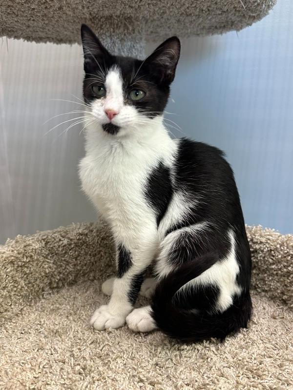 Ursala, Adoptable, Kitten Female Domestic Short Hair.