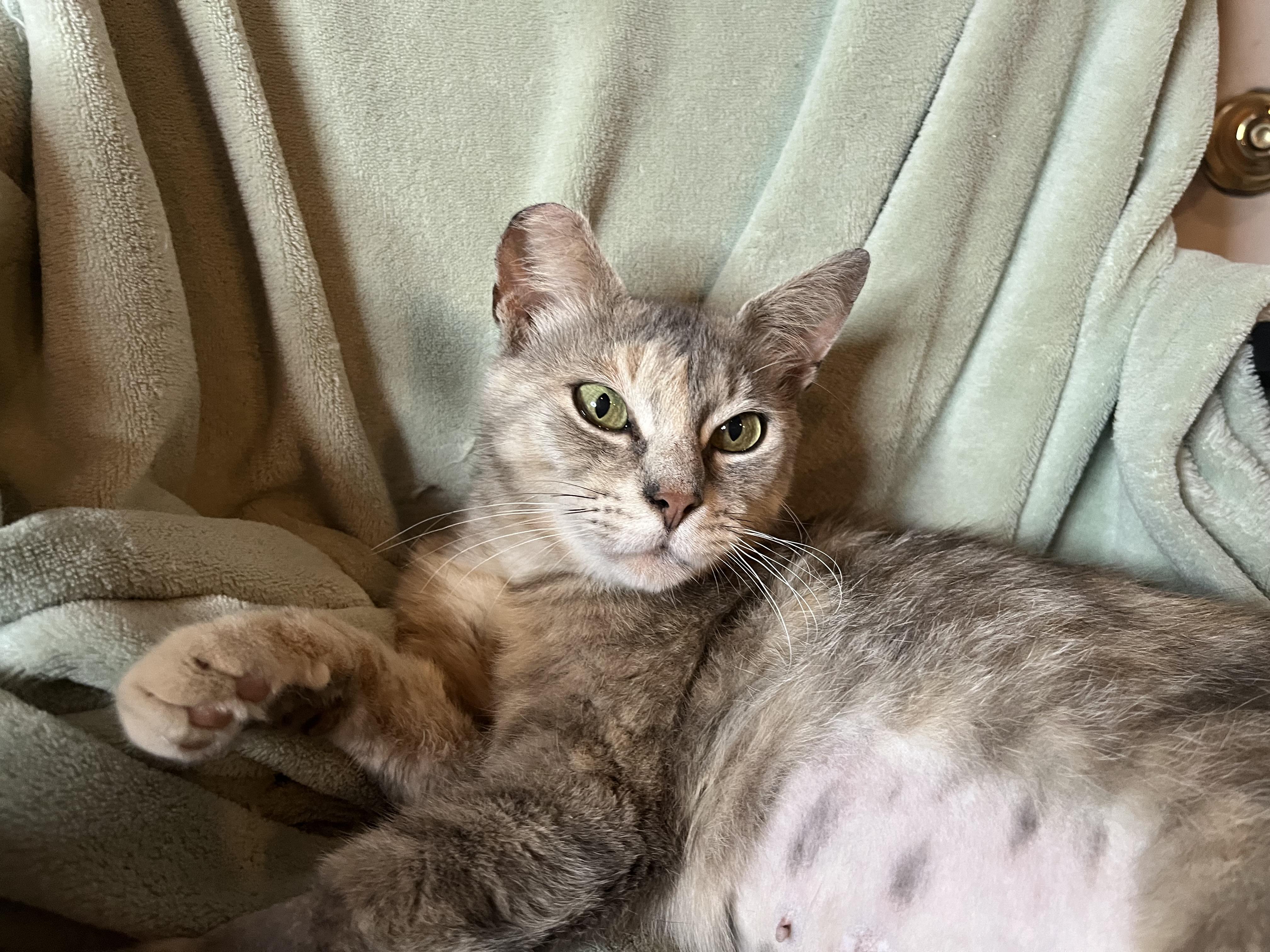 Enlarge Misty, a ADOPTABLE mixed breed in Rocky Hill, CT image 6/6
