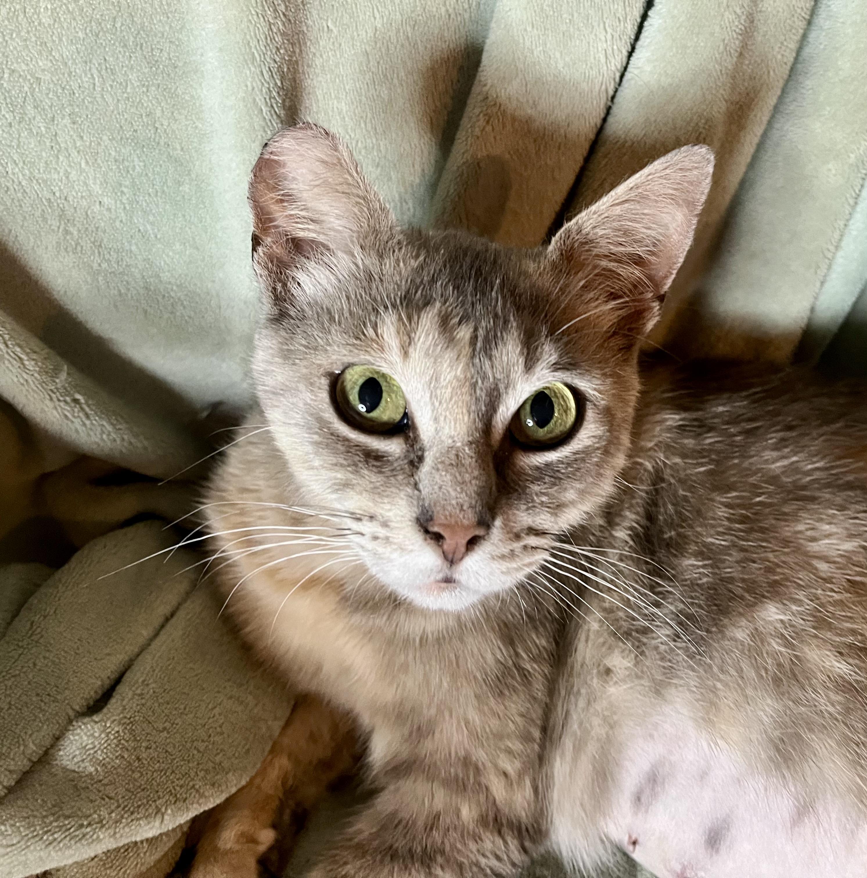 Enlarge Misty, a ADOPTABLE mixed breed in Rocky Hill, CT image 5/6