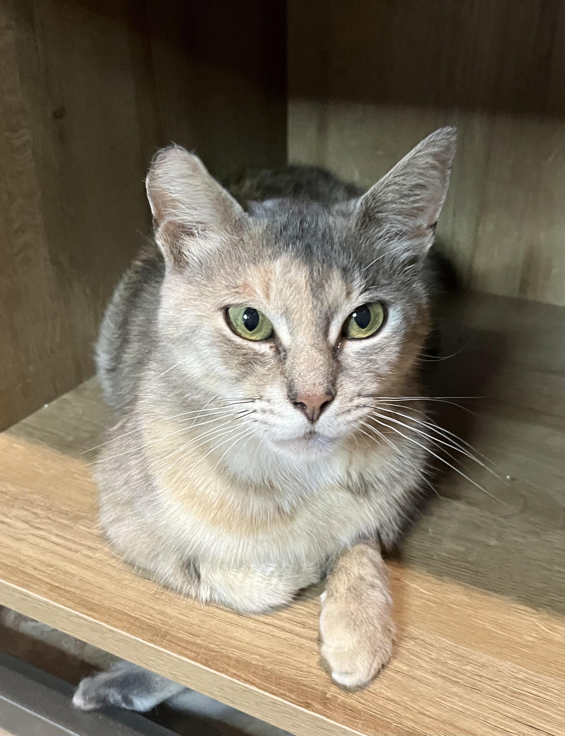 Enlarge Misty, a ADOPTABLE mixed breed in Rocky Hill, CT image 3/6