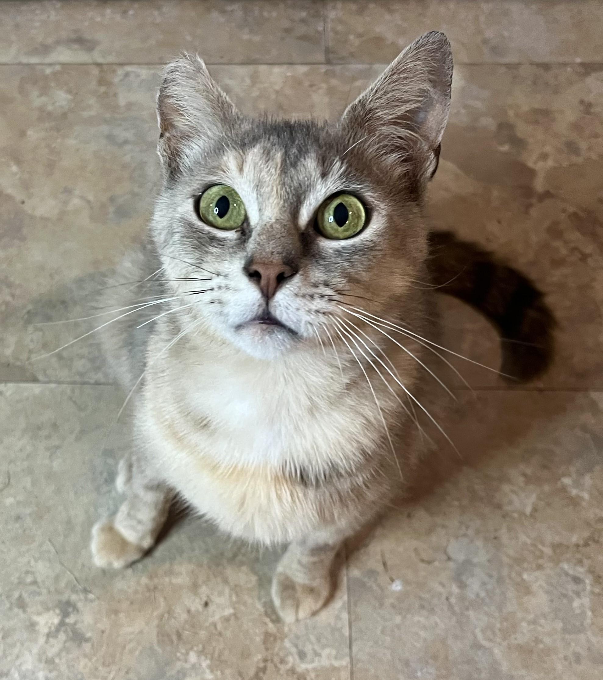 Misty, ADOPTABLE, Adult Female Domestic Short Hair & Dilute Tortoiseshell.
