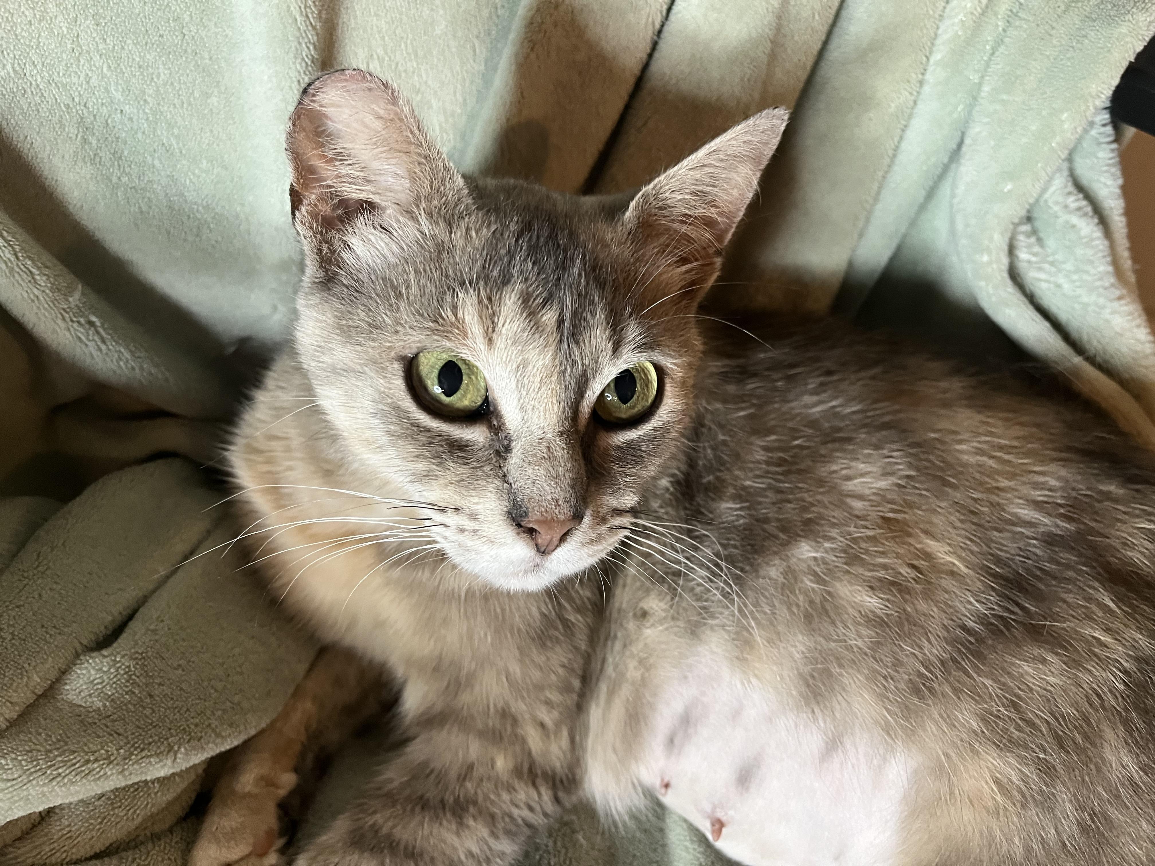 Enlarge Misty, a ADOPTABLE mixed breed in Rocky Hill, CT image 4/6