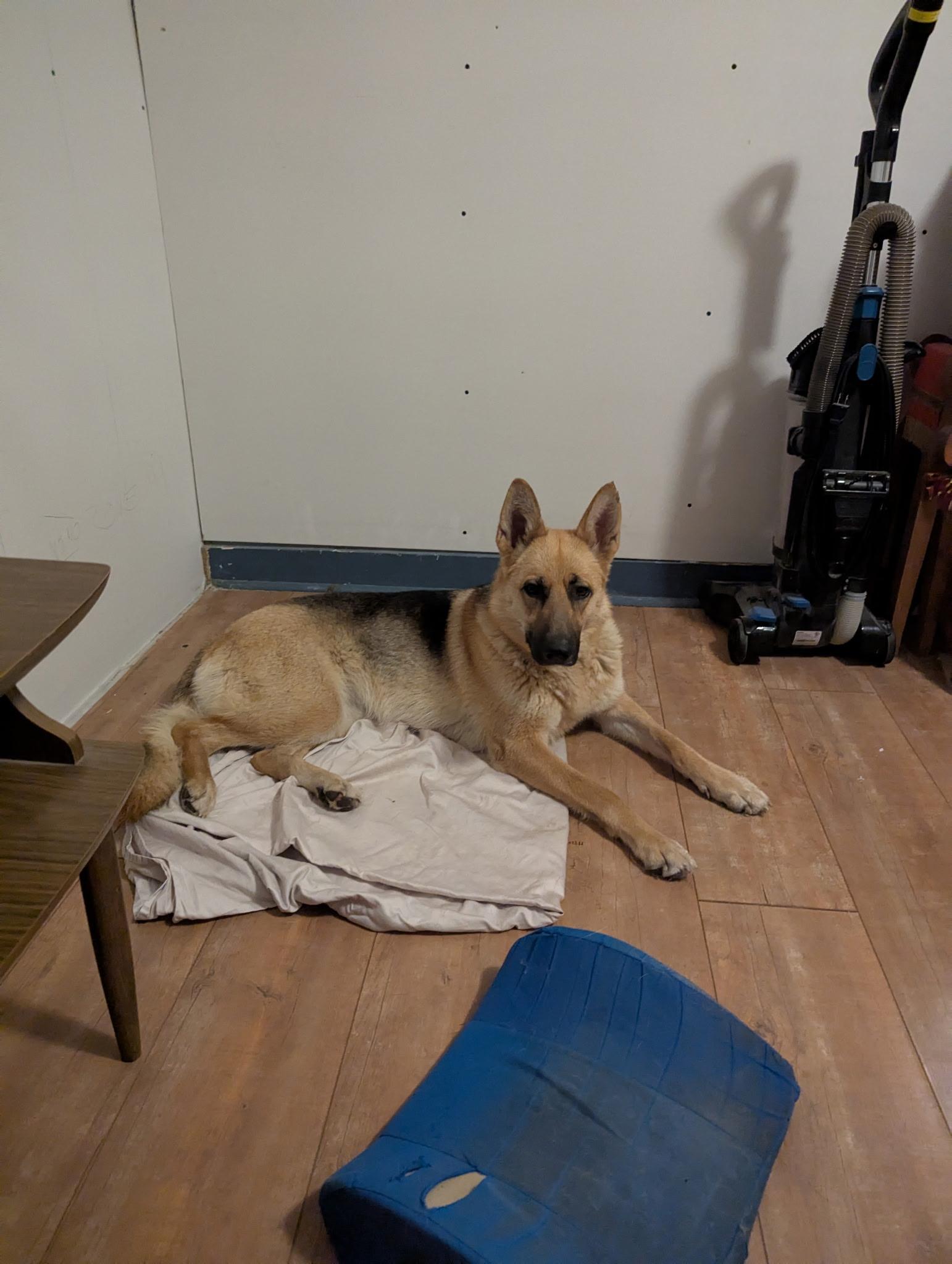 Stella