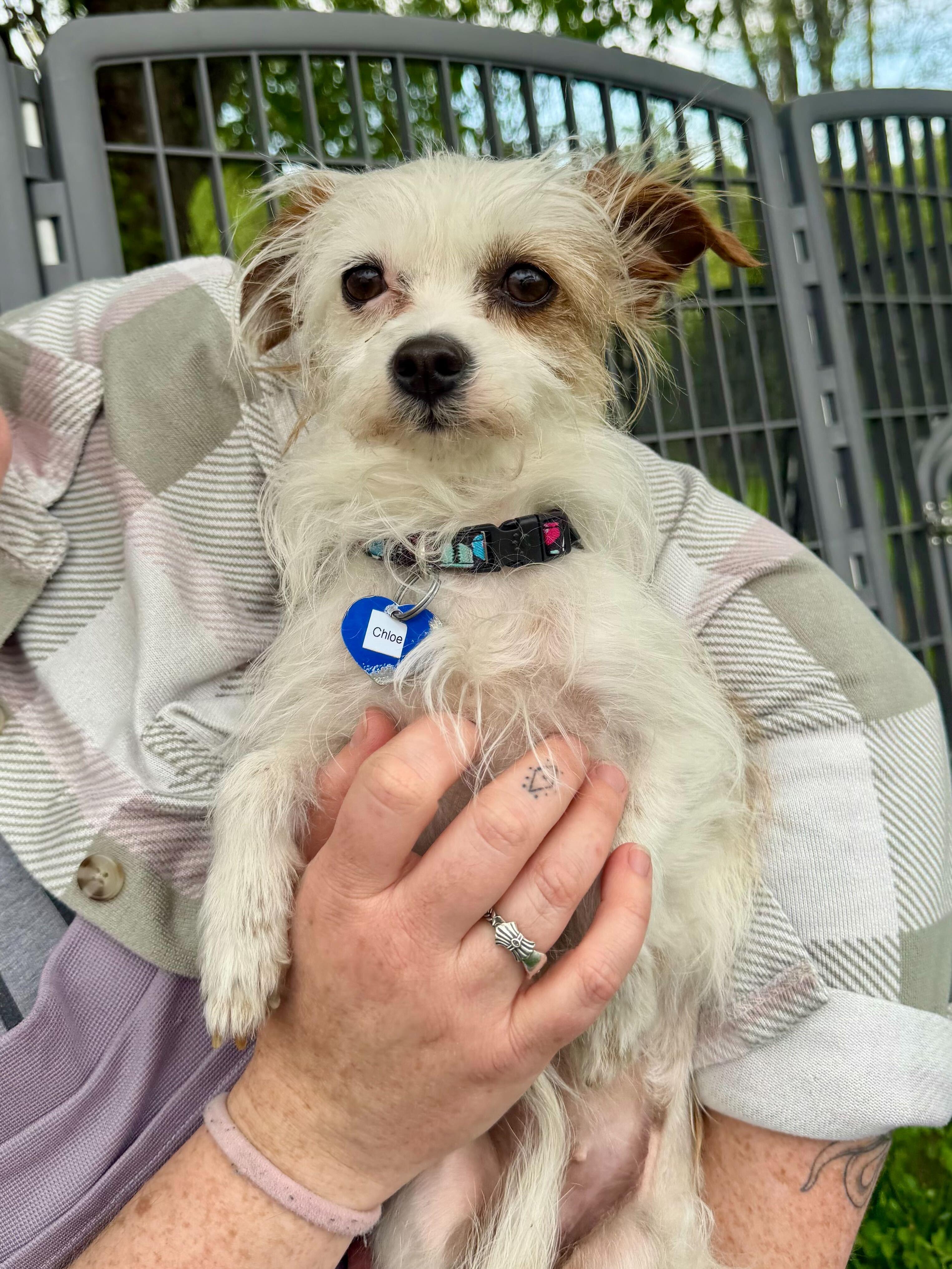 Chloe, a ADOPTABLE mixed breed in Uxbridge, MA image 1/2