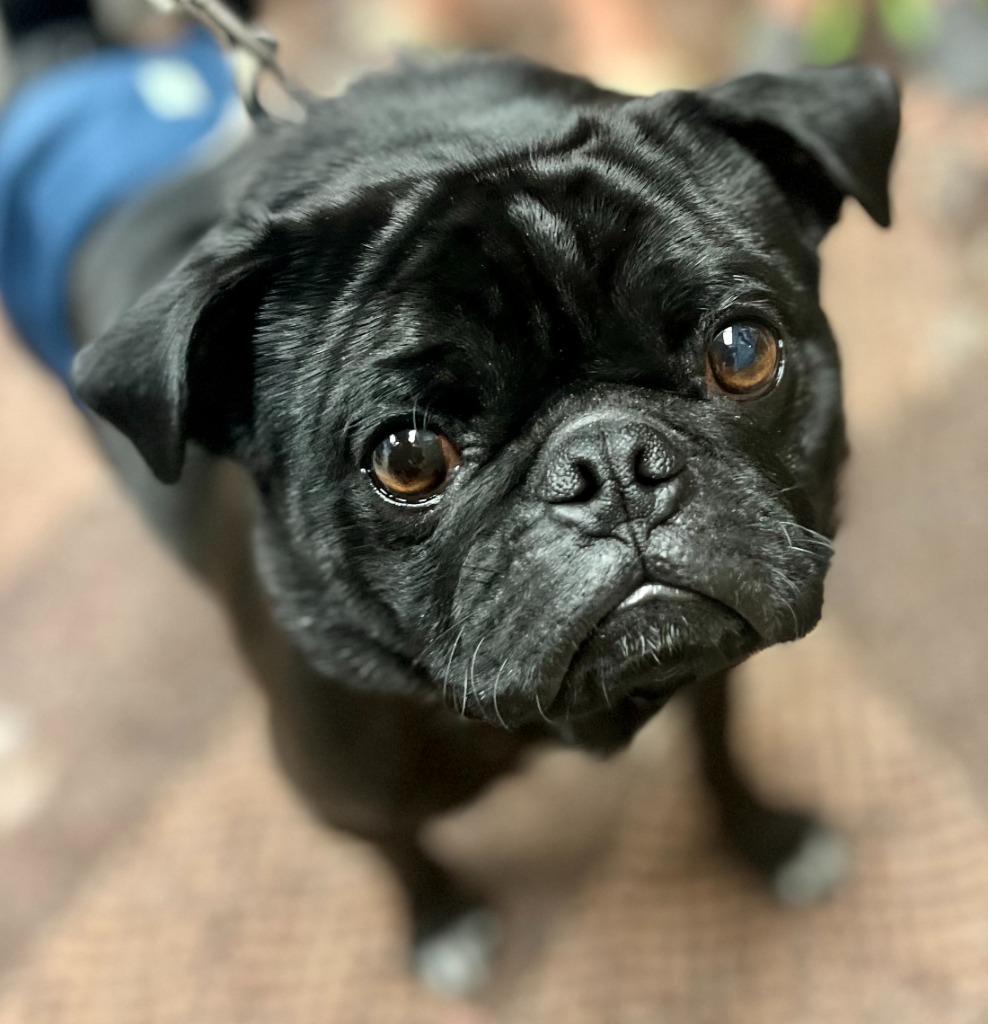 Kubo, Adoptable, Young Male Pug.