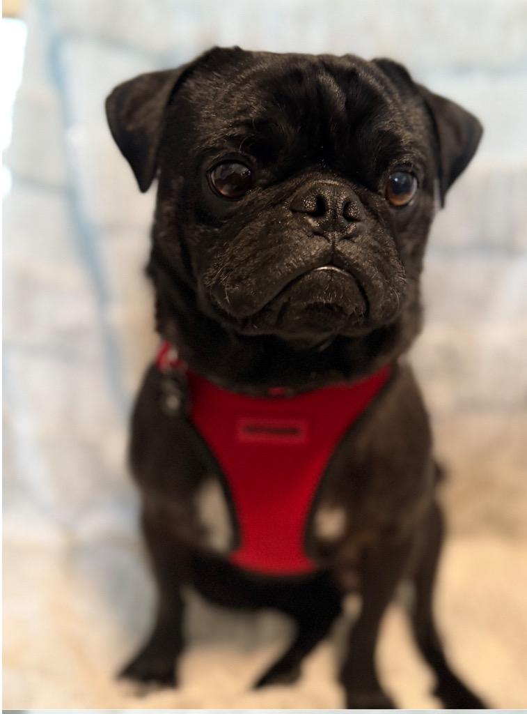 Enlarge Kubo, a Adoptable mixed breed in West Bloomfield, MI image 2/5