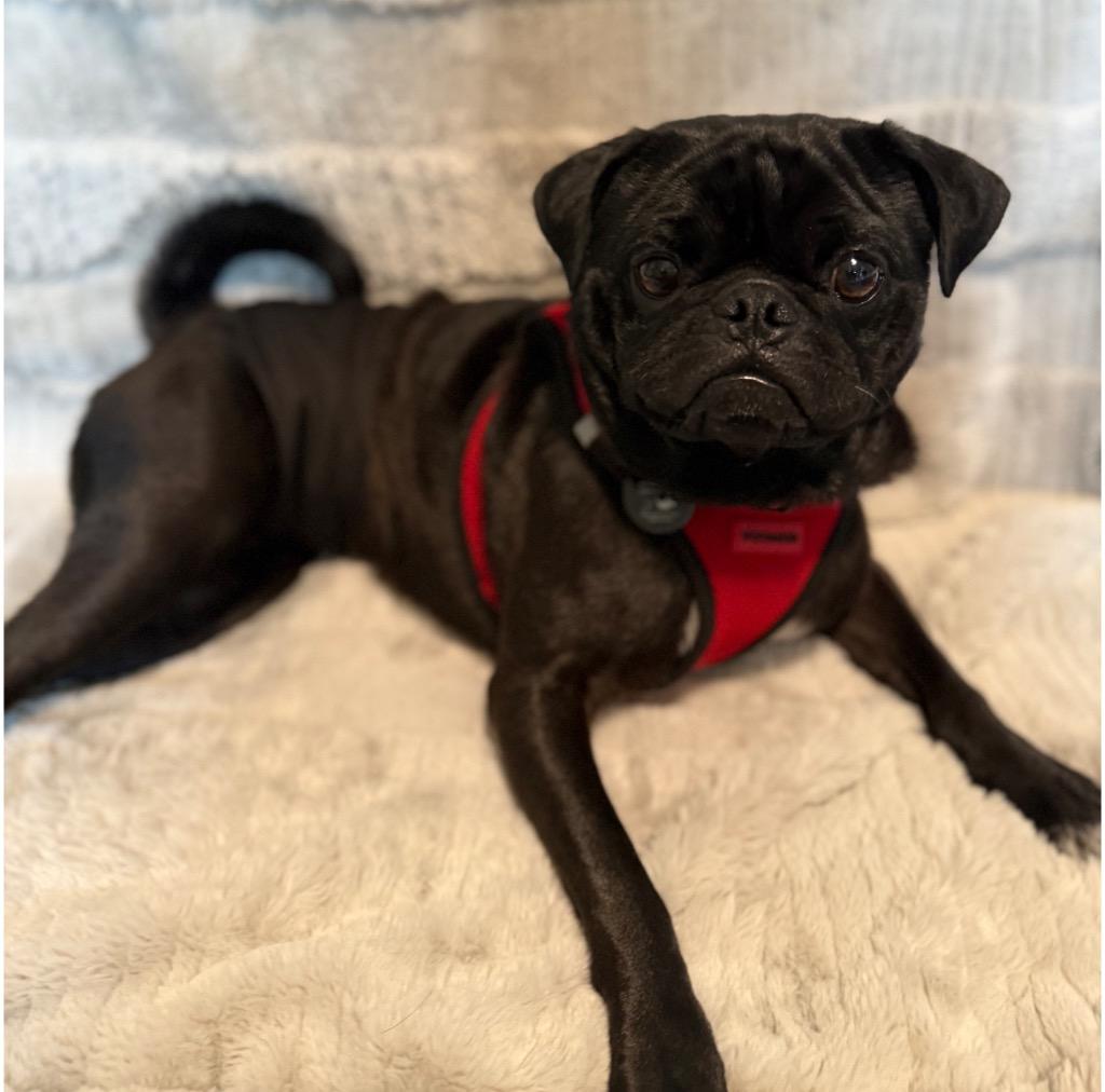 Enlarge Kubo, a Adoptable mixed breed in West Bloomfield, MI image 4/5