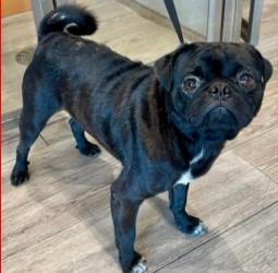 Enlarge Kubo, a Adoptable mixed breed in West Bloomfield, MI image 5/5