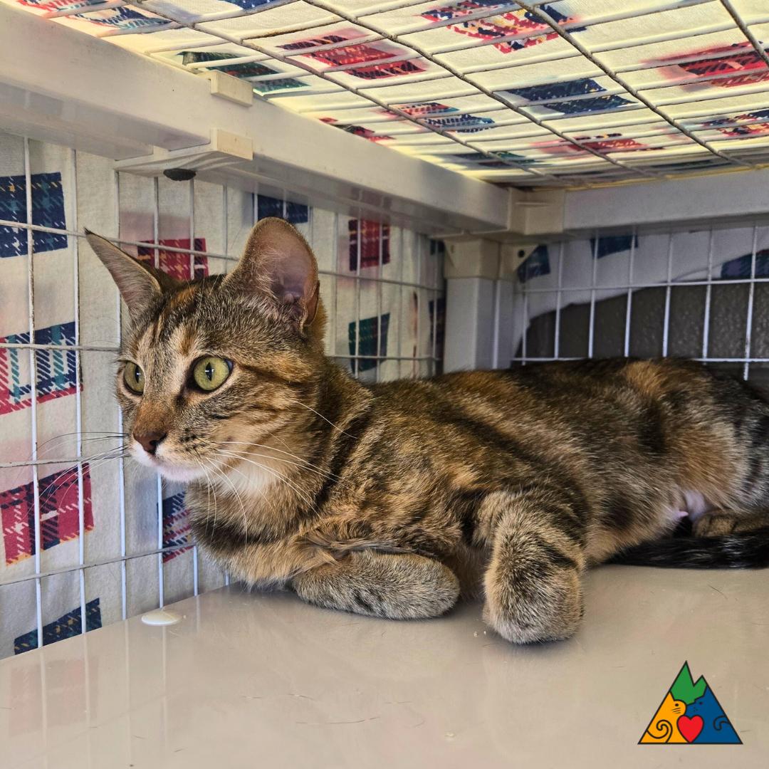 Gemini, an adoptable Domestic Short Hair in Douglas, WY, 82633 | Photo Image 2
