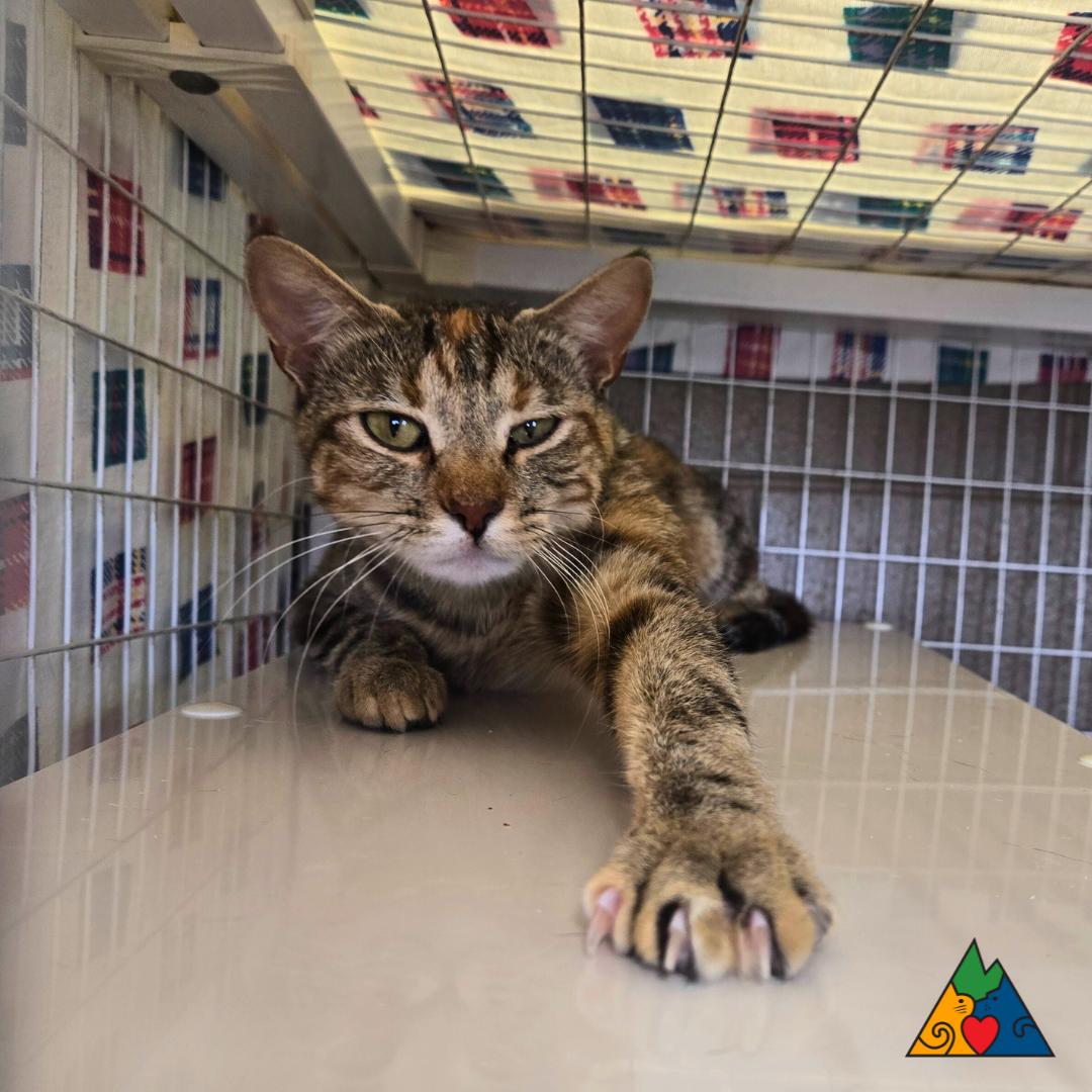 Gemini, an adoptable Domestic Short Hair in Douglas, WY, 82633 | Photo Image 1