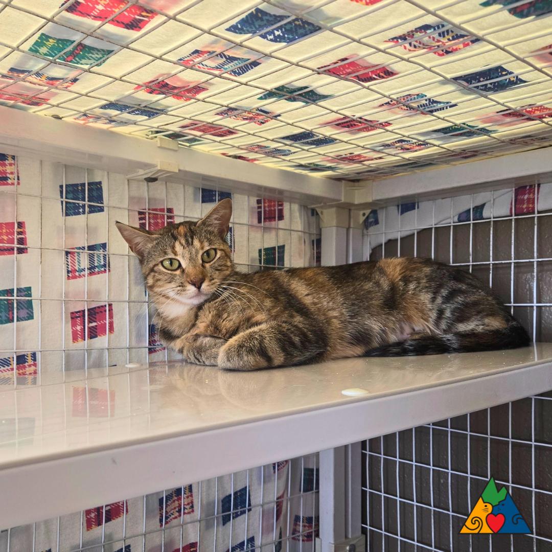 Gemini, an adoptable Domestic Short Hair in Douglas, WY, 82633 | Photo Image 3