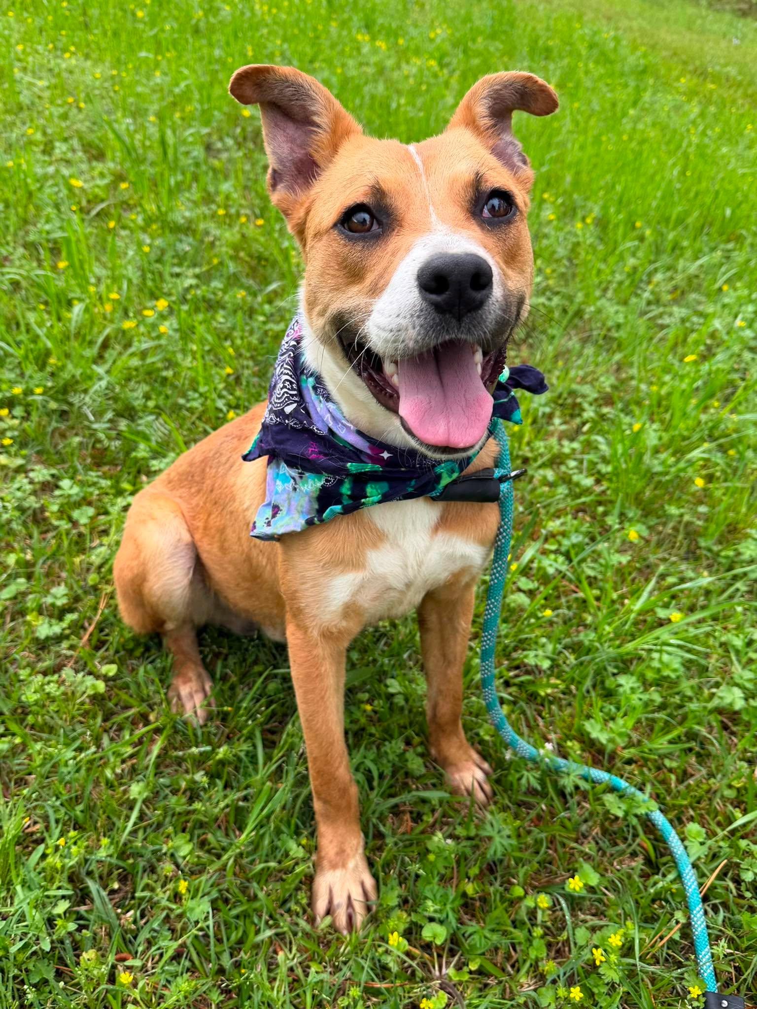 Prince, Adoptable, Young Male Mixed Breed.