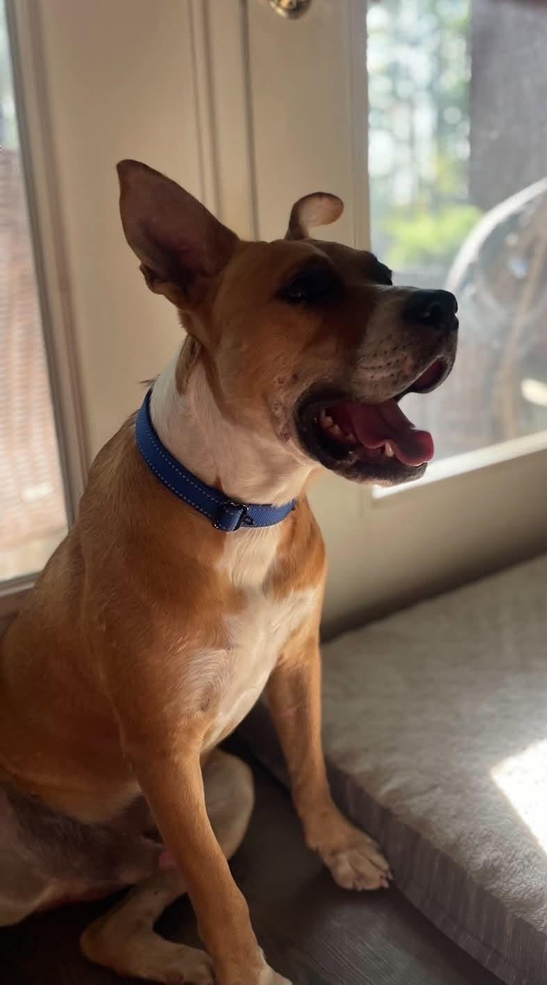Enlarge Prince, a Adoptable Mixed Breed in Northwood, NH image 2/6