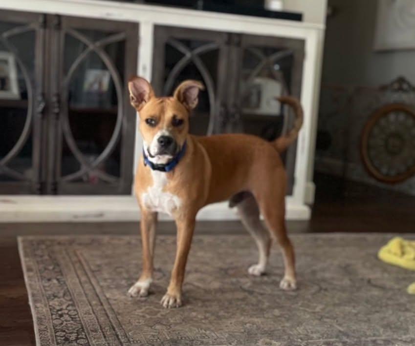 Enlarge Prince, a Adoptable Mixed Breed in Northwood, NH image 4/6