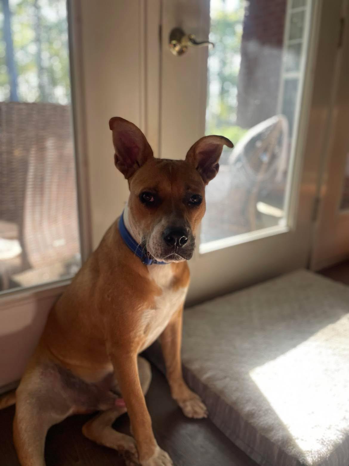 Enlarge Prince, a Adoptable Mixed Breed in Northwood, NH image 3/6