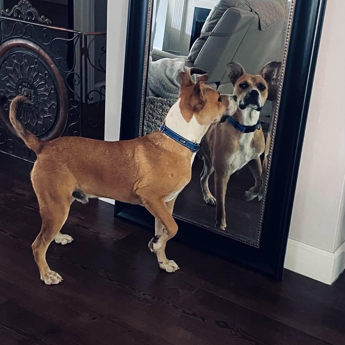 Enlarge Prince, a Adoptable Mixed Breed in Northwood, NH image 5/6