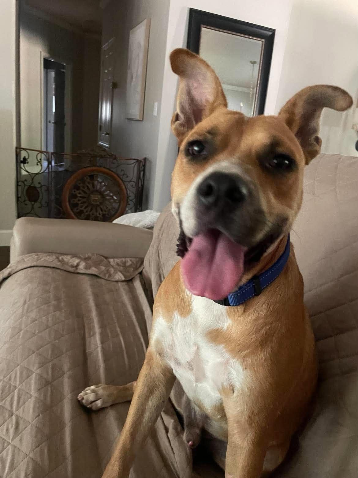 Enlarge Prince, a Adoptable Mixed Breed in Northwood, NH image 6/6