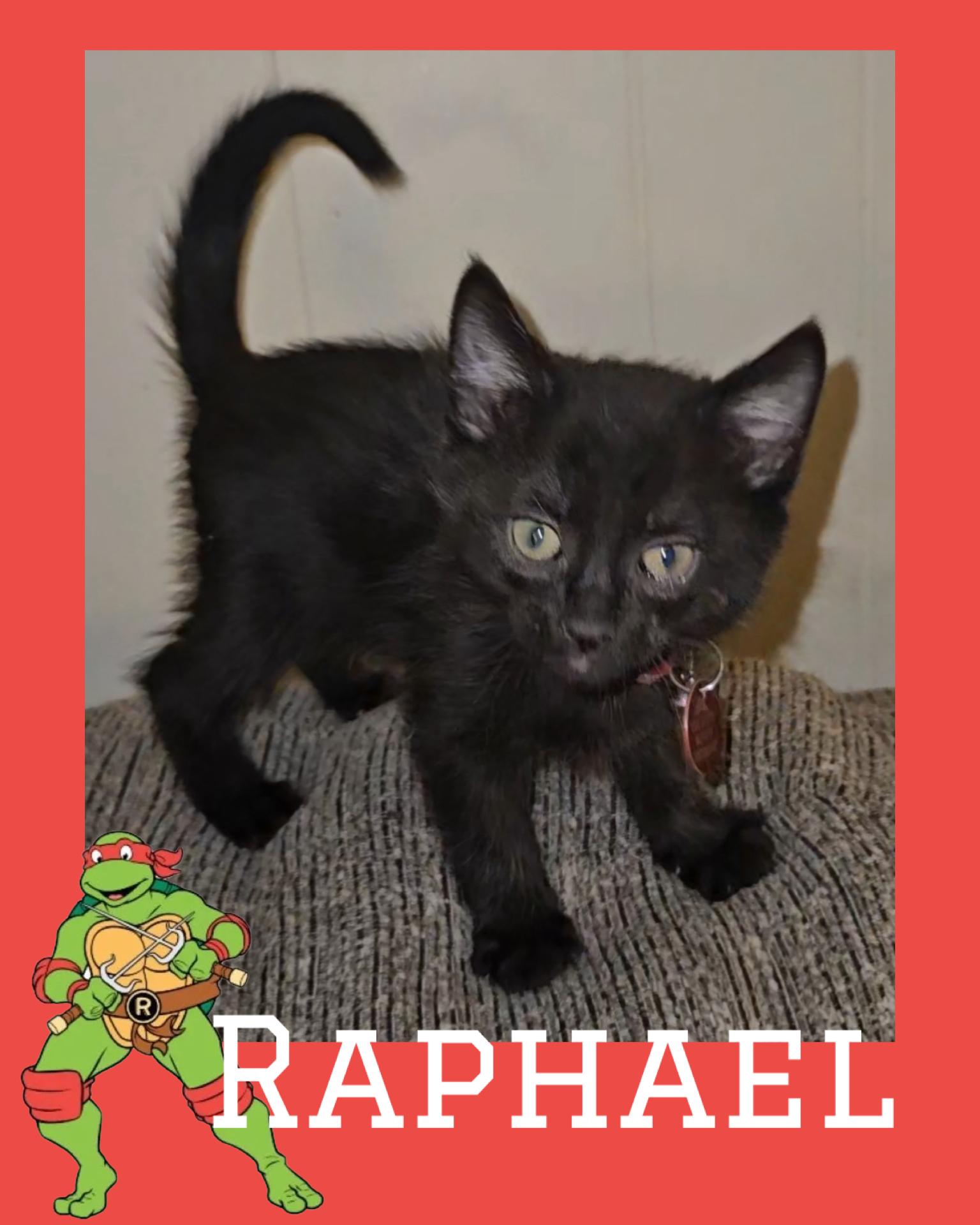 Enlarge Raphael, an adopted Domestic Short Hair in Pasco, WA image 2/2