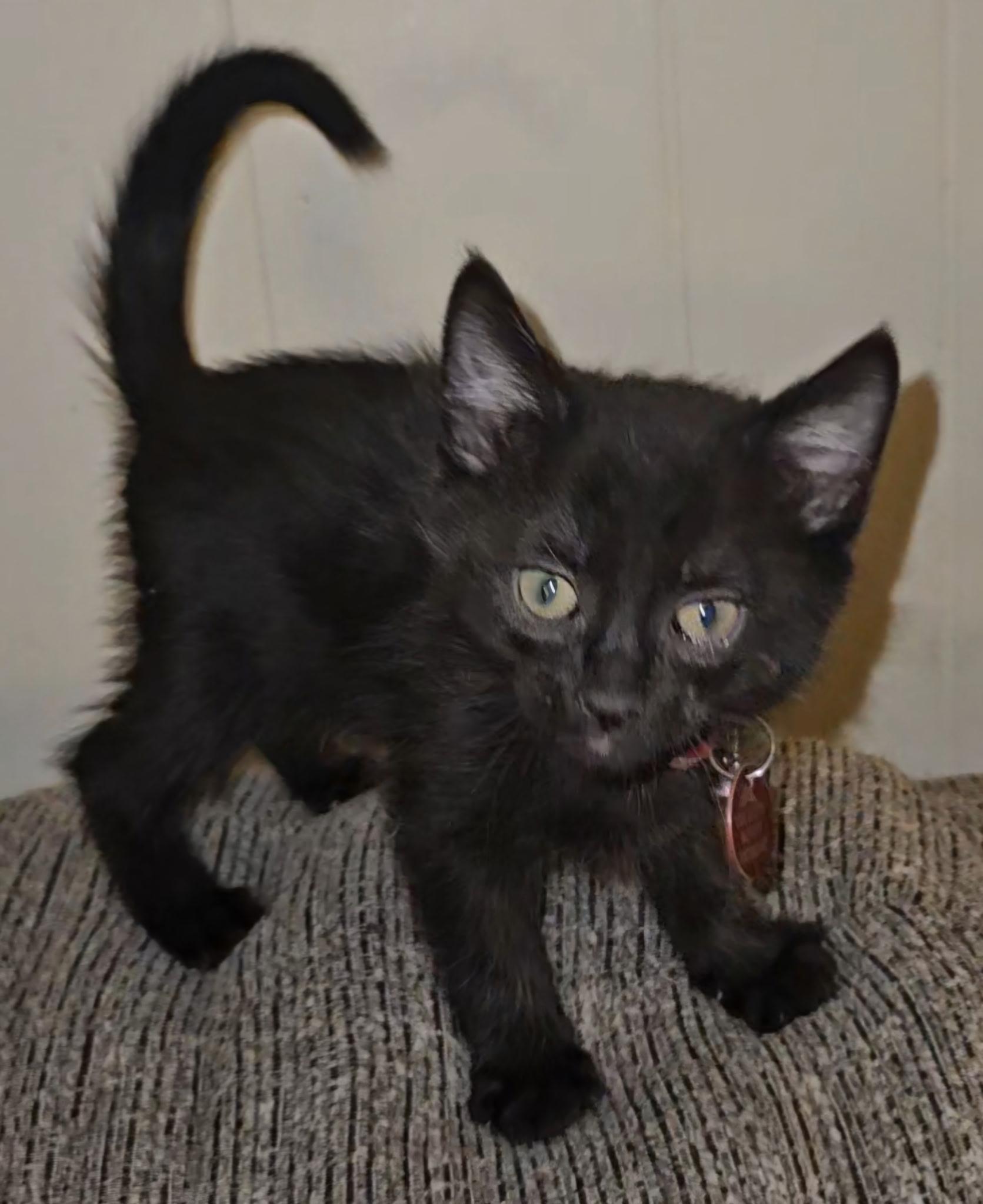 Raphael, adopted, Kitten Male Domestic Short Hair.