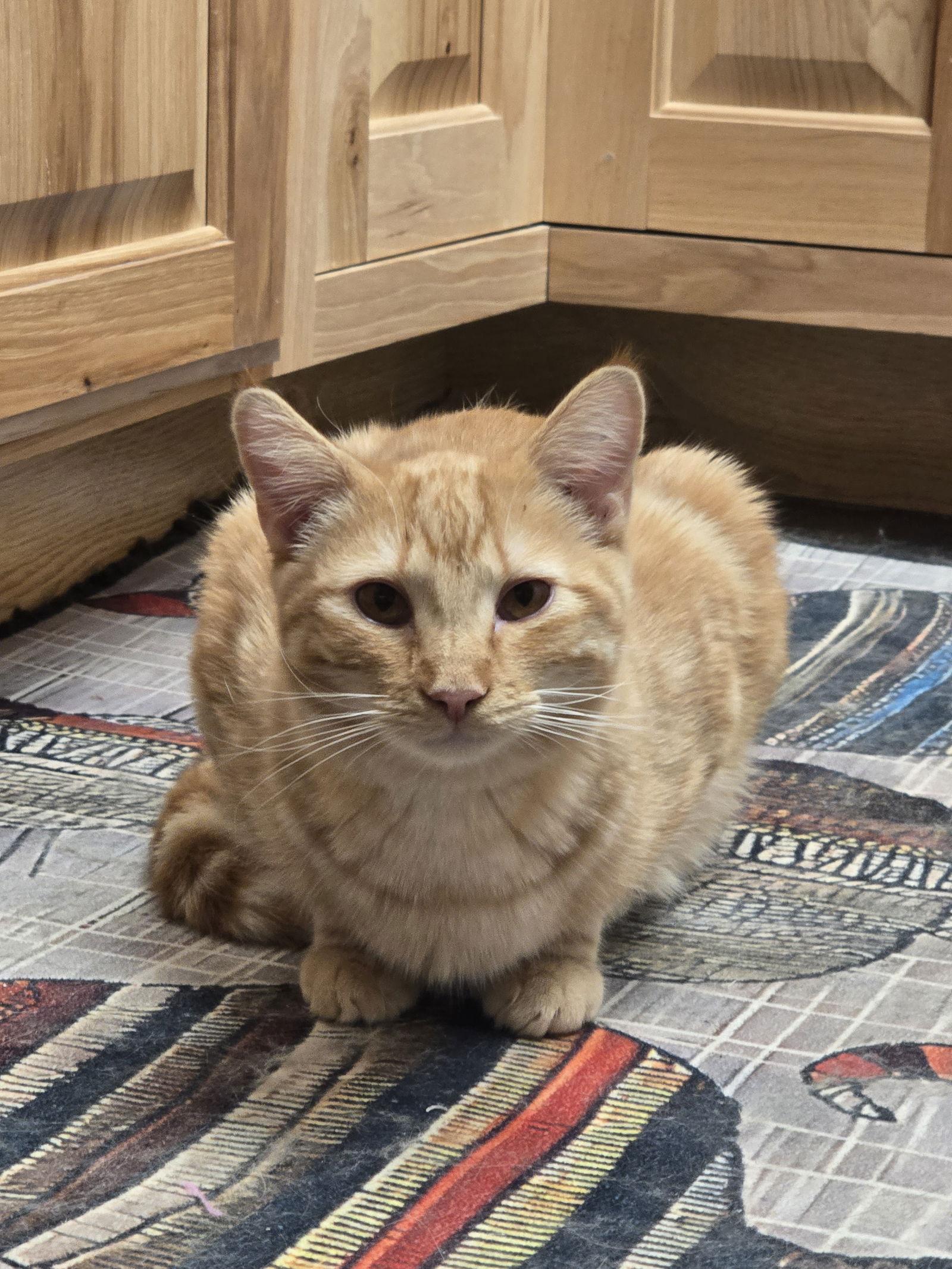 Boston, a Adoptable Domestic Short Hair in Evergreen, CO image 1/3