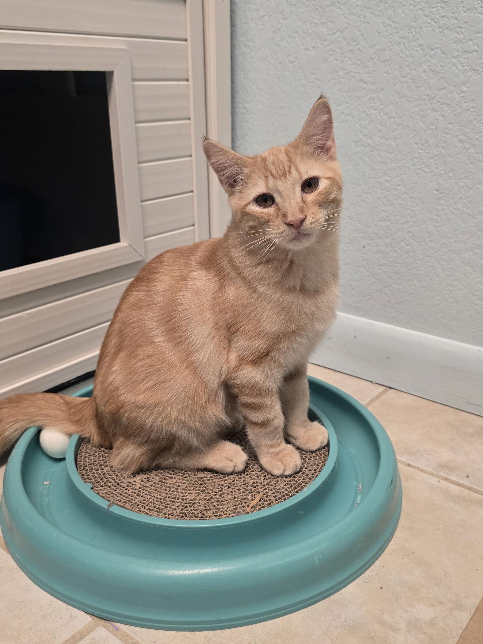 Boston, a Adoptable Domestic Short Hair in Evergreen, CO image 3/3