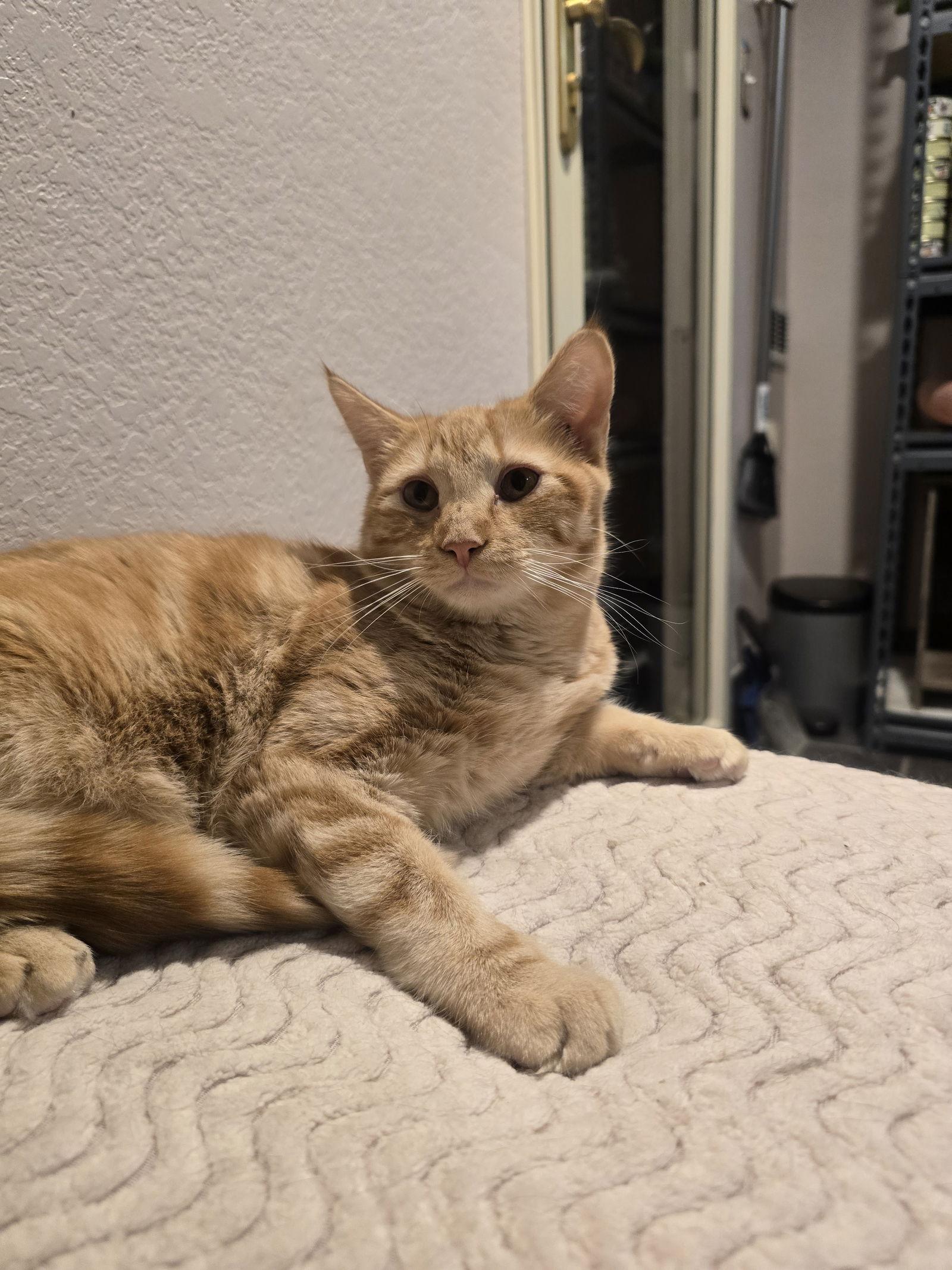 Enlarge Boston, a Adoptable Domestic Short Hair in Evergreen, CO image 3/3