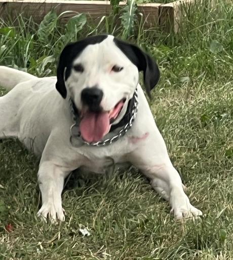 Blanca, Adoptable, Young Female Labrador Retriever & Pointer.