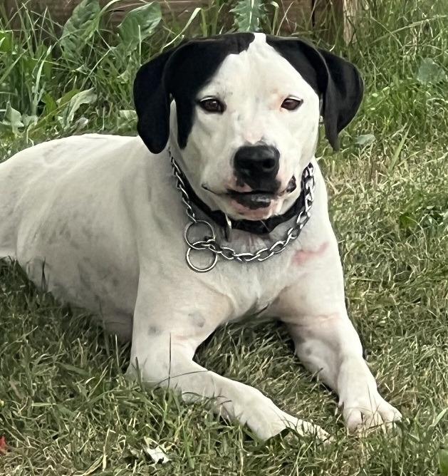 Enlarge Blanca, a Adoptable mixed breed in Thompson Falls, MT image 2/2